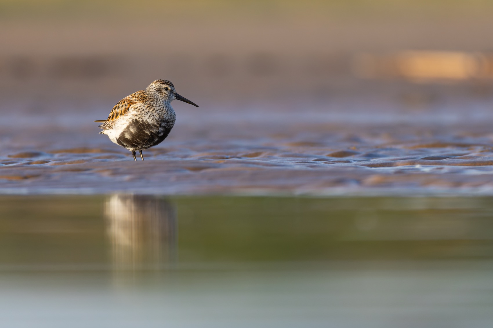 чернозобик, кулик, птицы, Руслан Pl