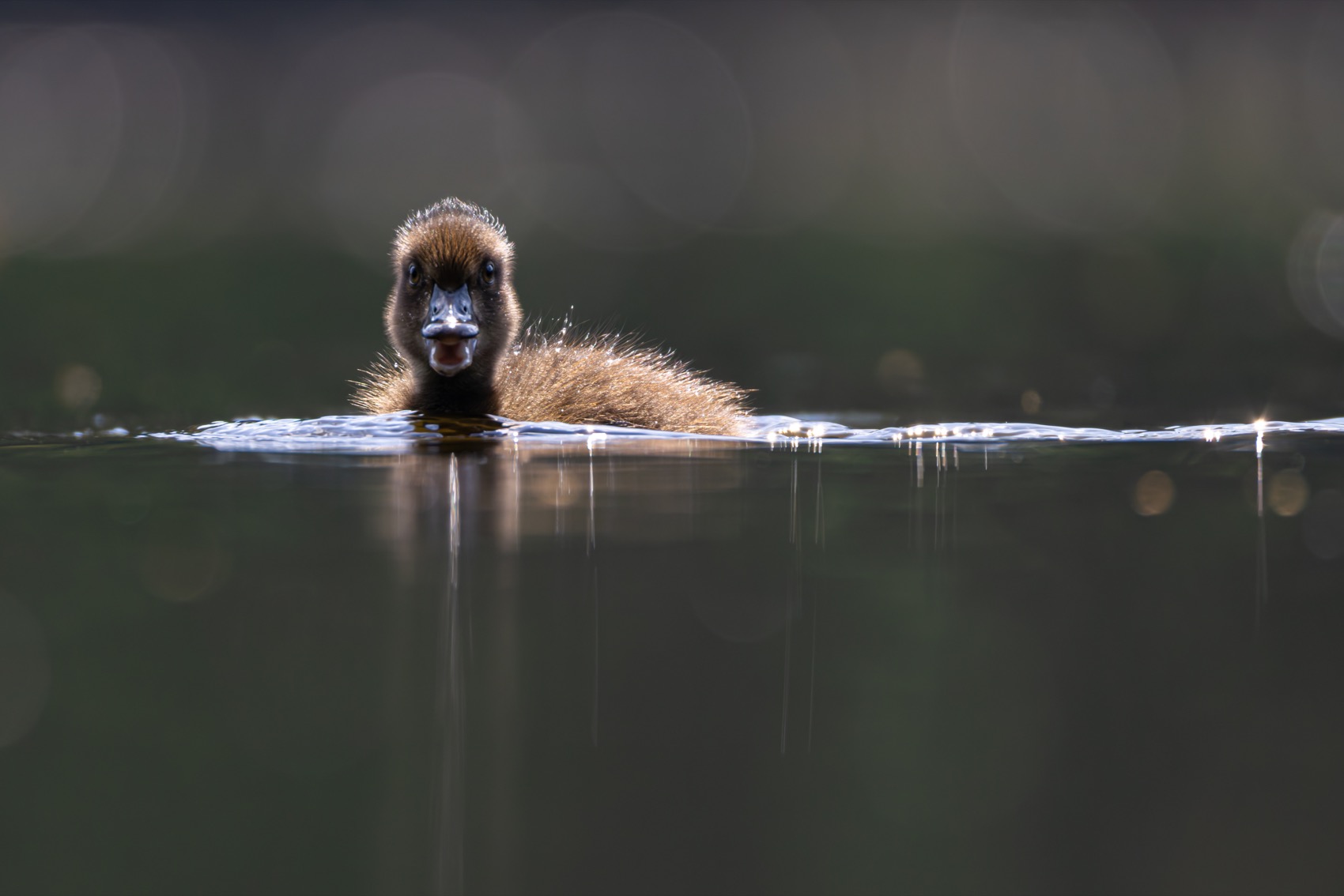 нырок, хохлатая чернеть, утка, птицы, утята, утенок, Руслан Pl