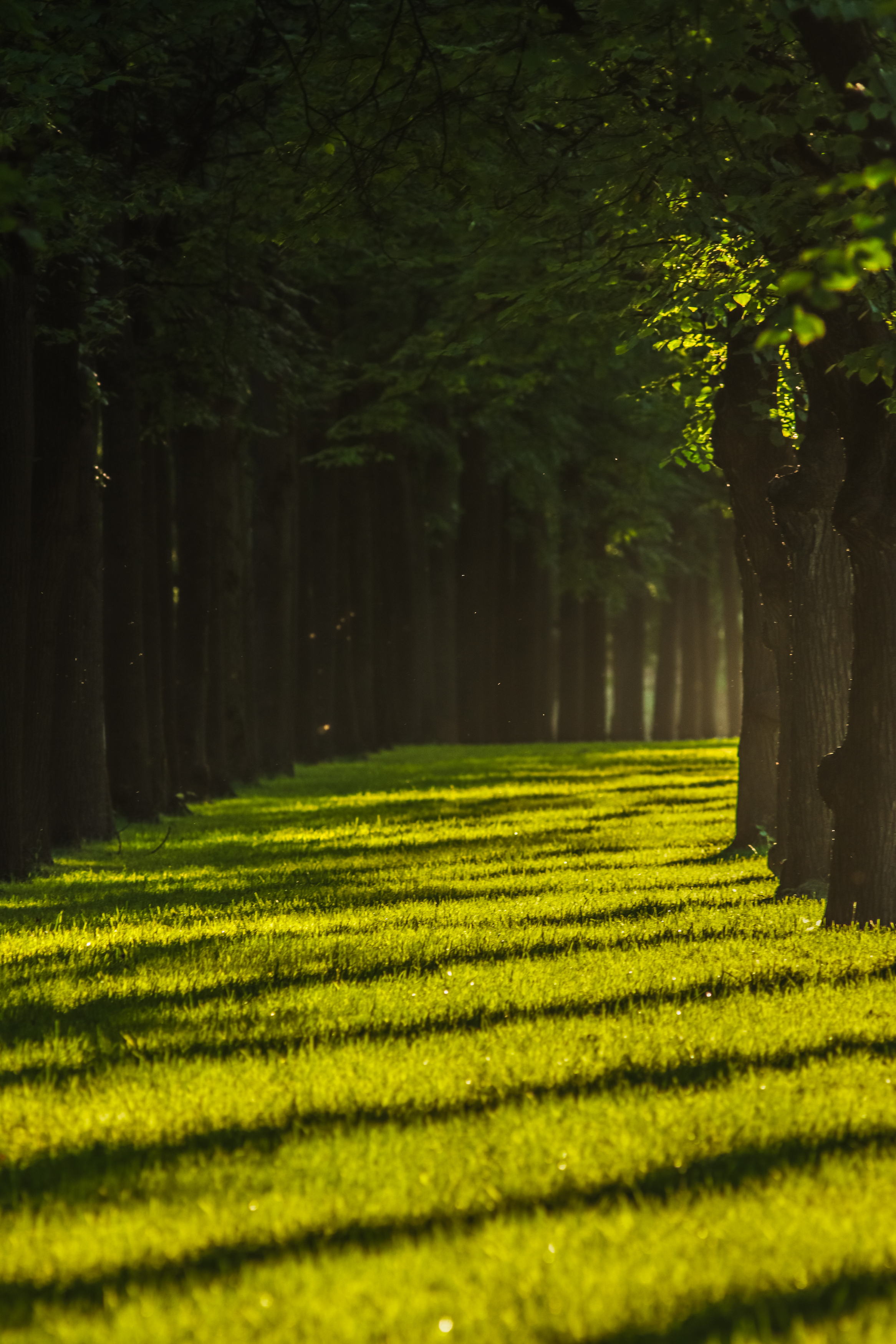 , Konstantin Morozov