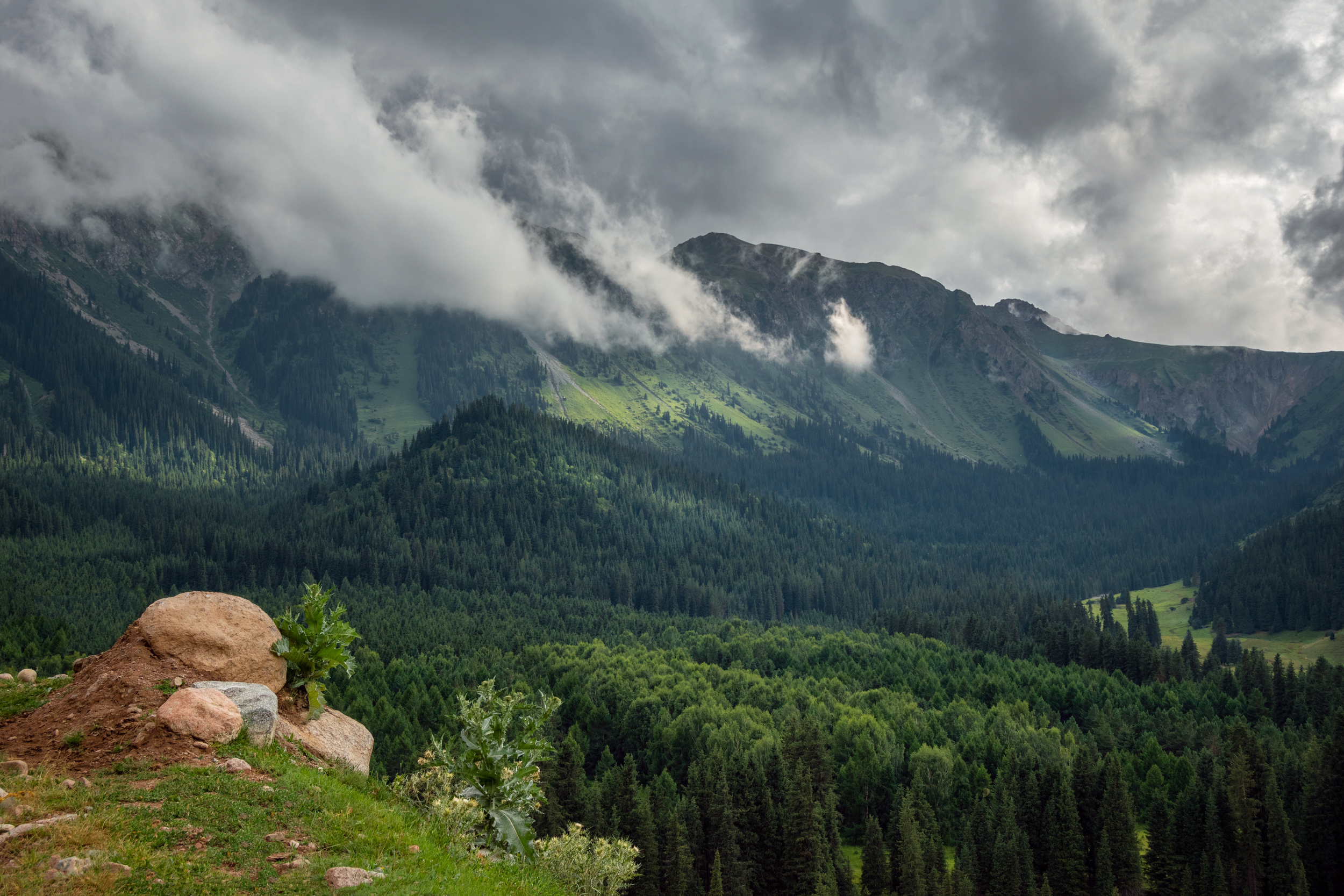 киргизия, горы тянь-шань, тяньшанские ели, облака, природа, пейзаж, Кетова Вера