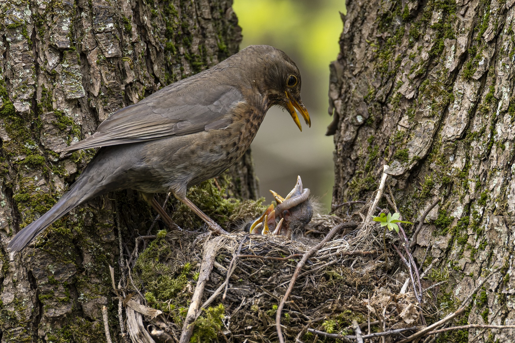 черный дрозд, дрозд, птицы, гнездо, птенцы, птенец, Руслан Pl