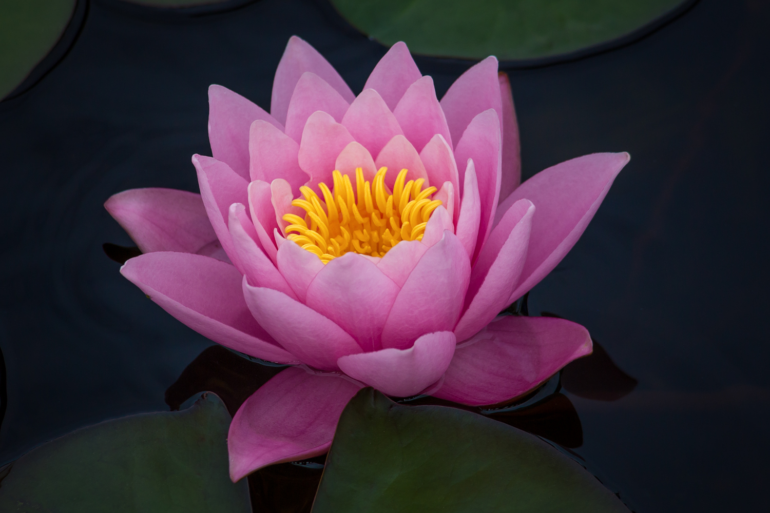 , Алексеев Сергей