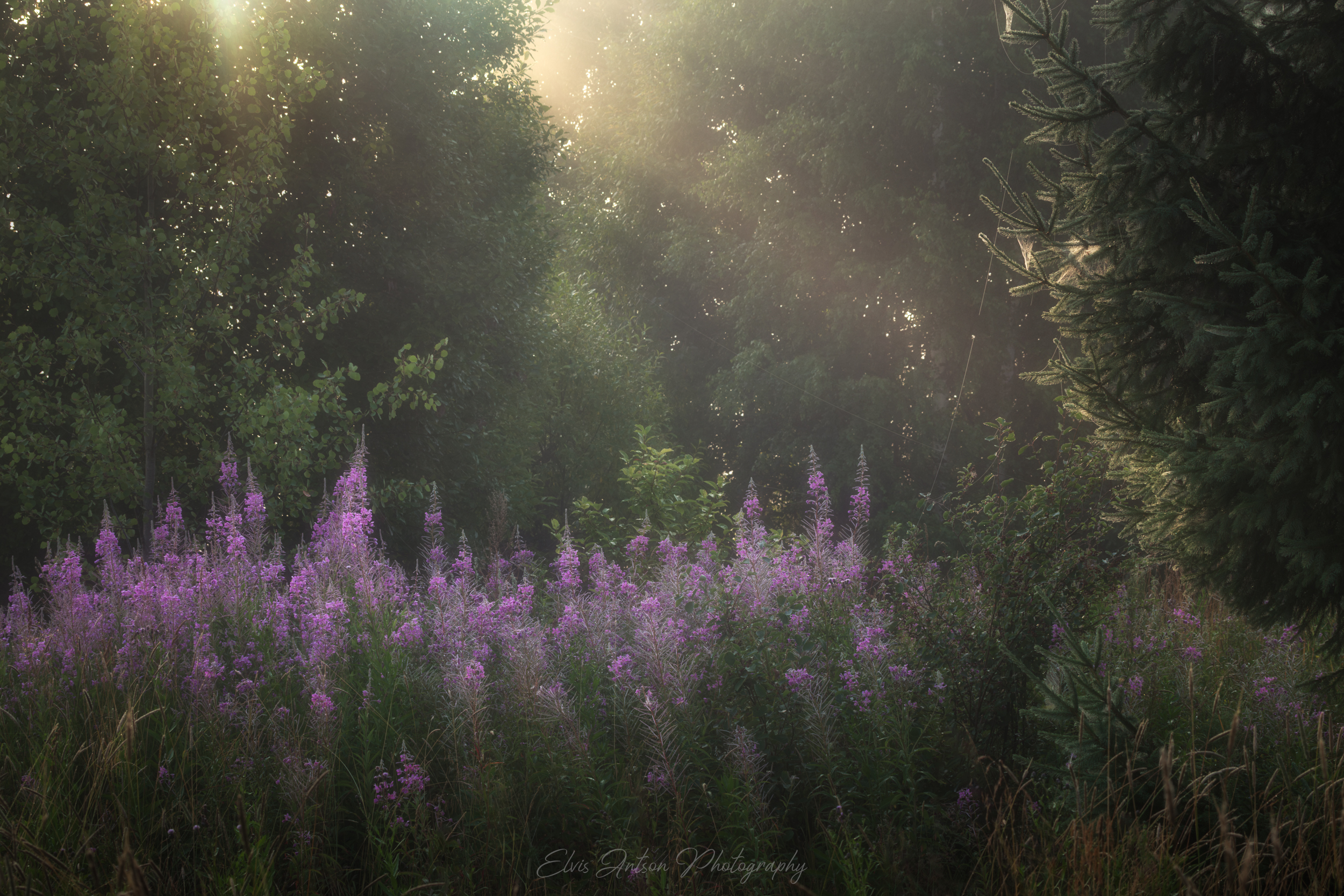 пейзаж, природа, рассвет, туман, иван-чай, Antson Elvis