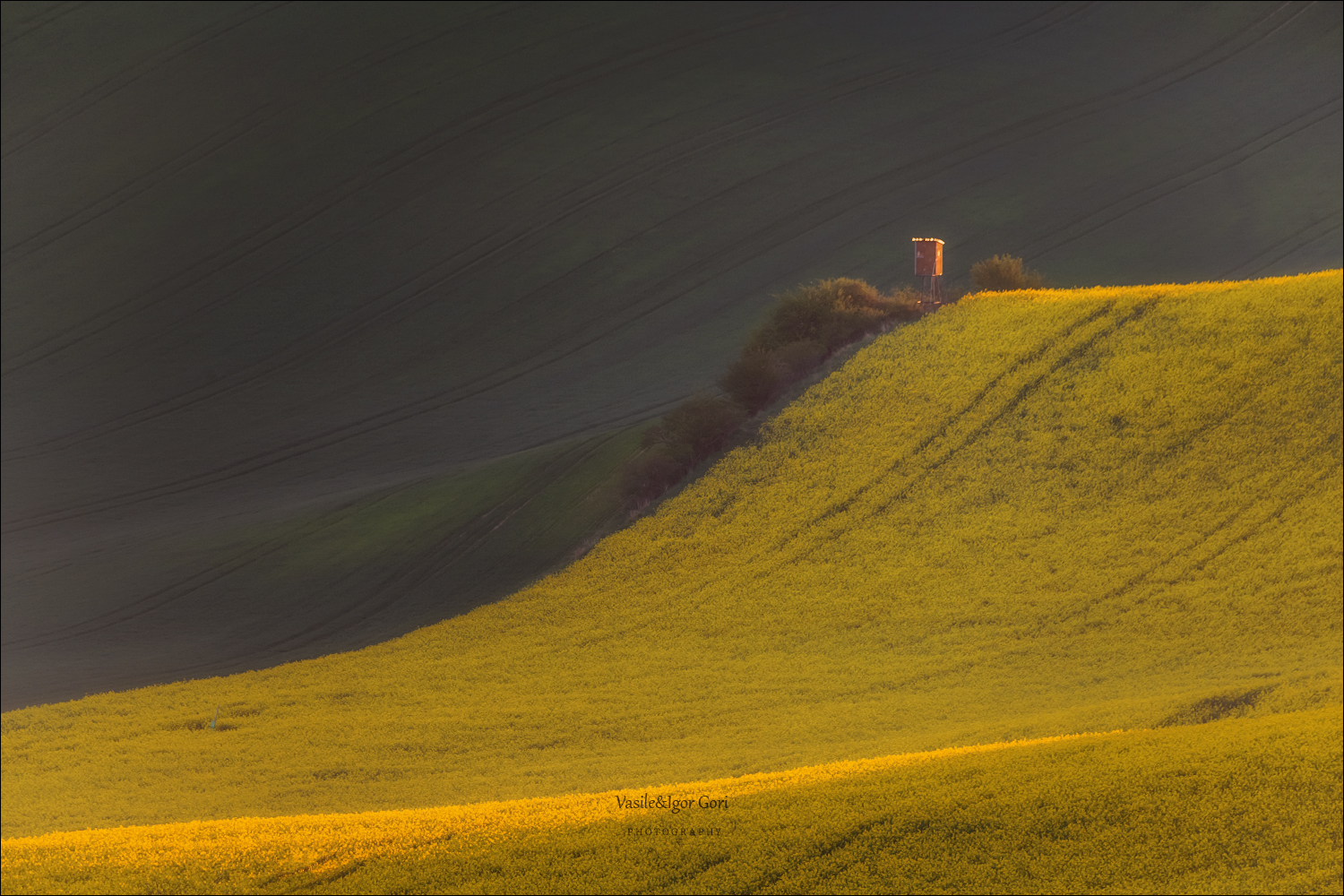 южная моравия,пейзаж,hils,линии,south moravian,lines,свет,czech,весна,чехия,рапс,landscapes, Гори Василий