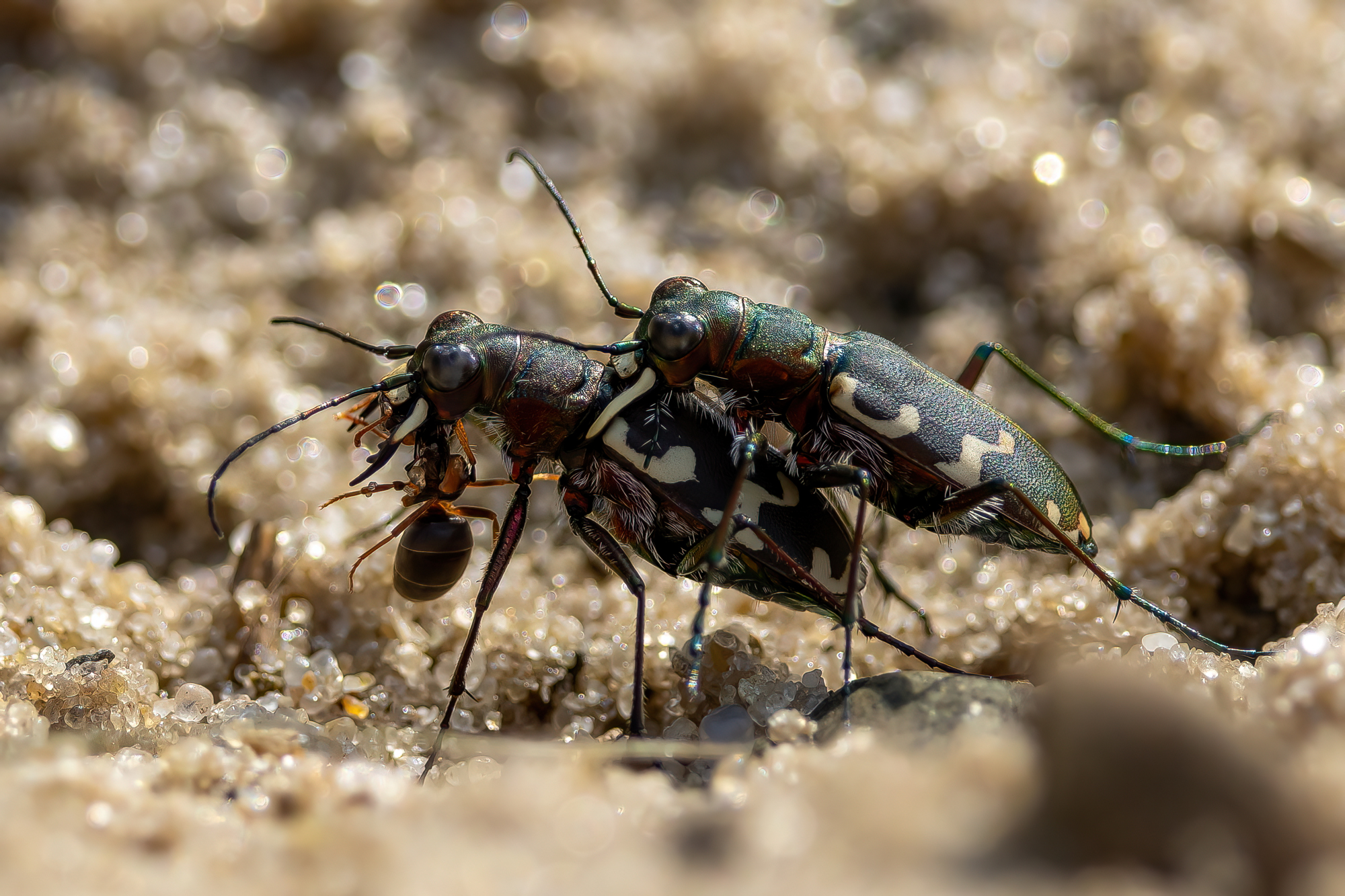 , Кузнецов Дмитрий