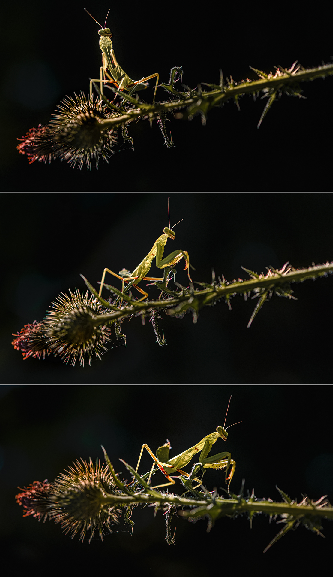 , Неля Рачкова