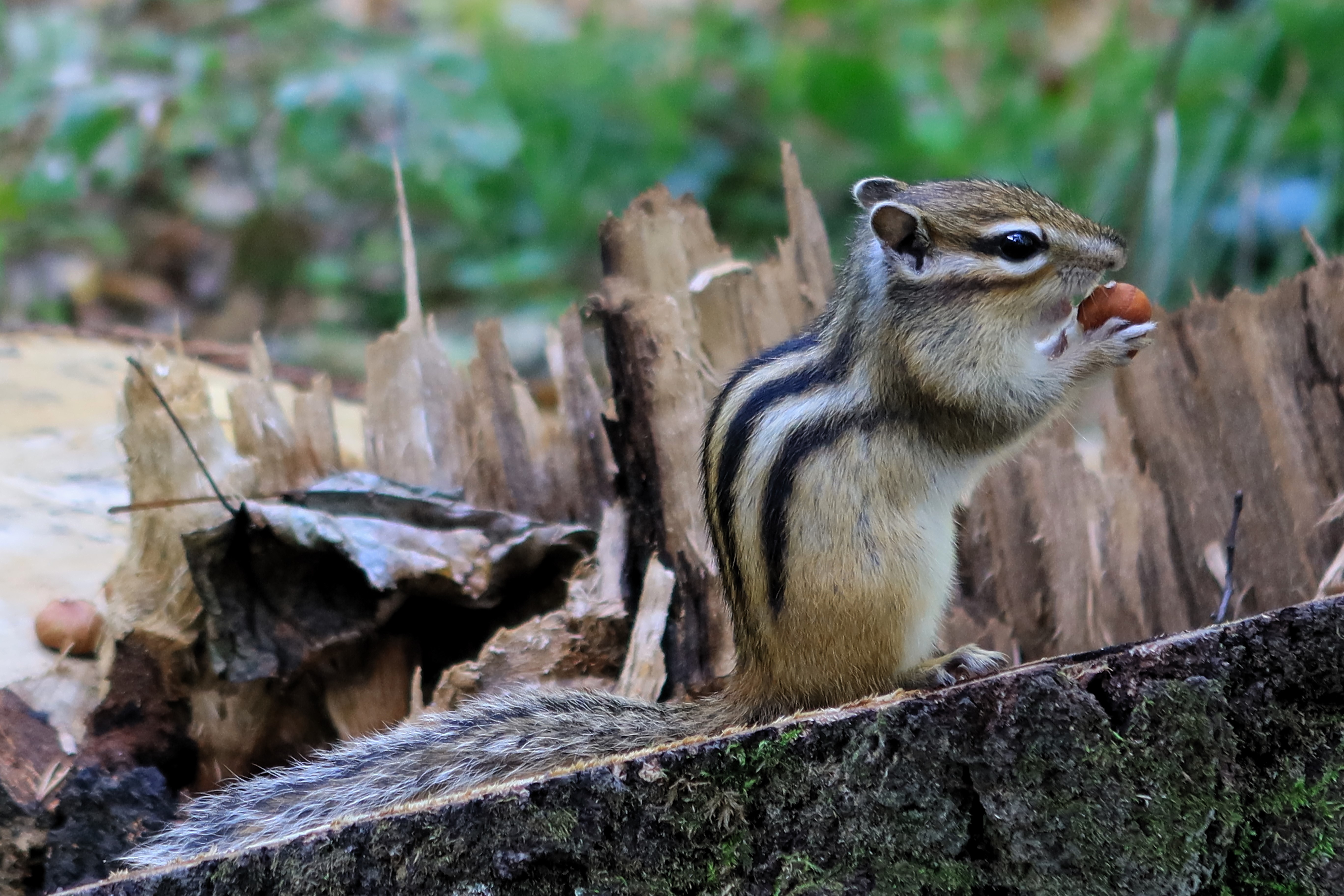 бурундук,животные, Козлова Галина