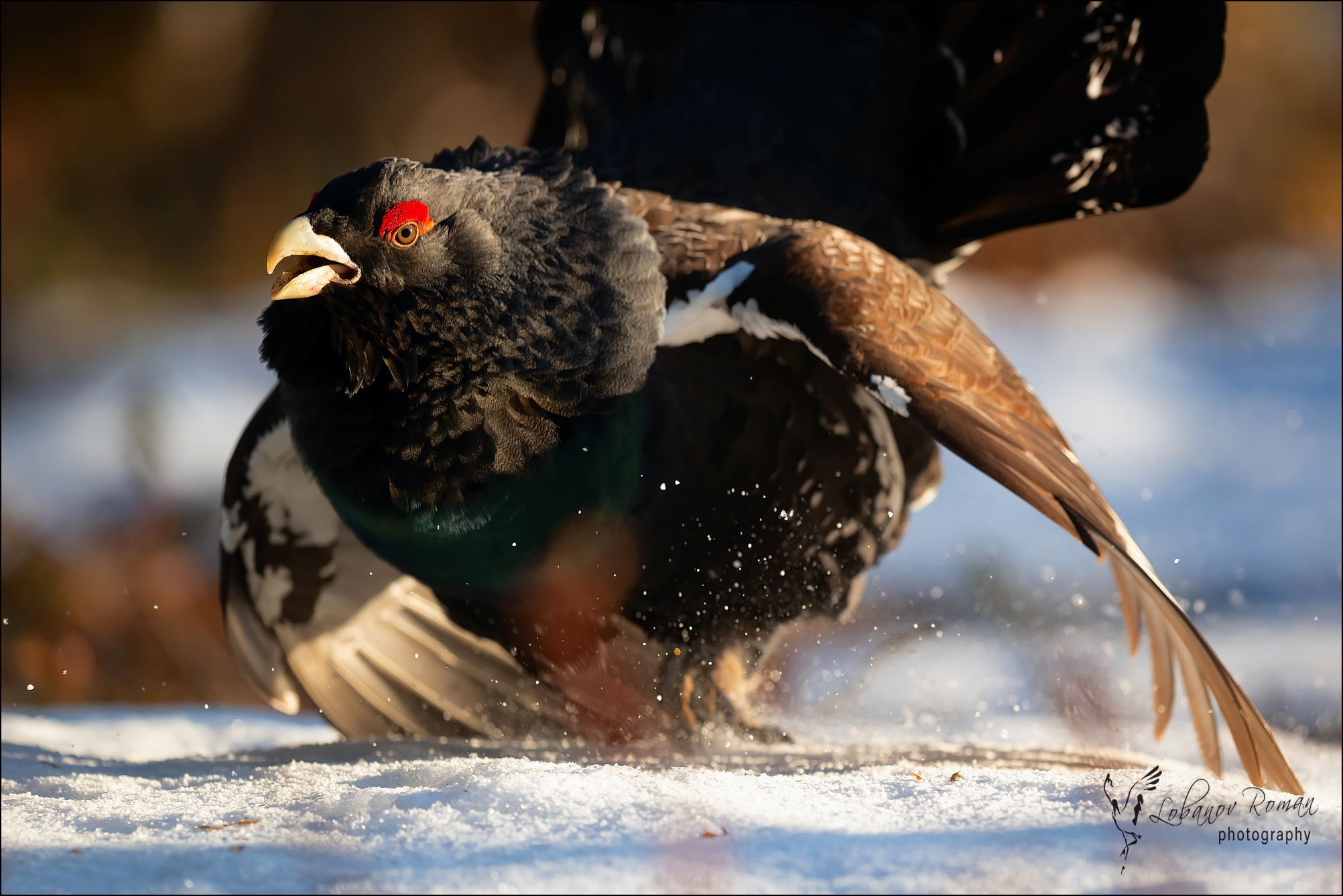 , Лобанов Роман