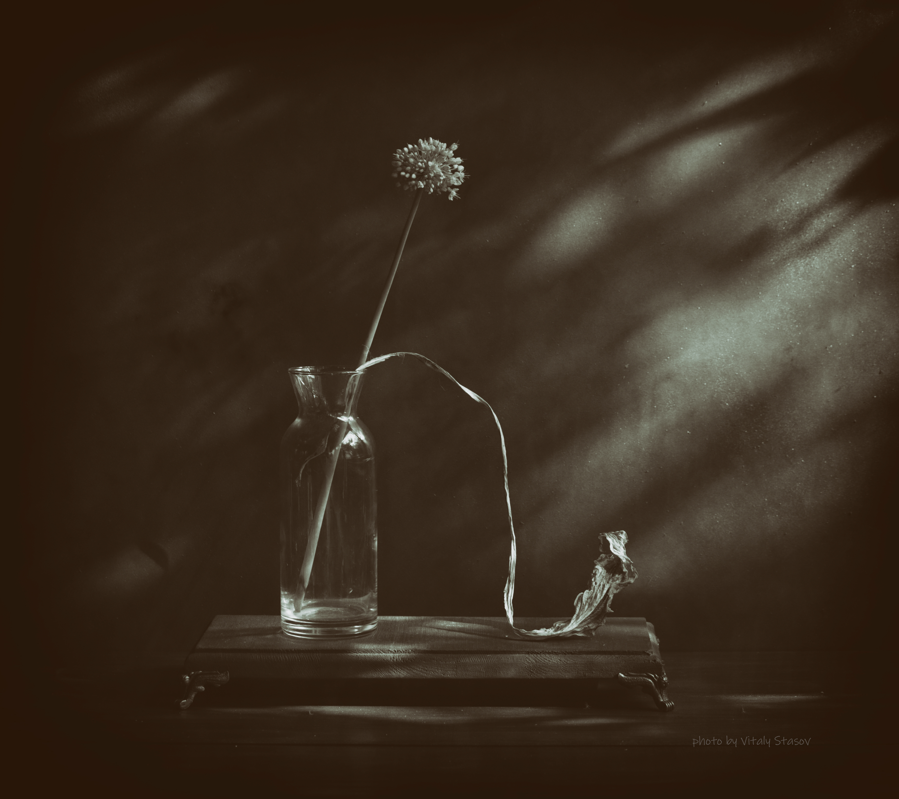 цветы, натюрморт, концептуальное, still life, flowers, минимализм, тени, силуэты, Стасов Виталий