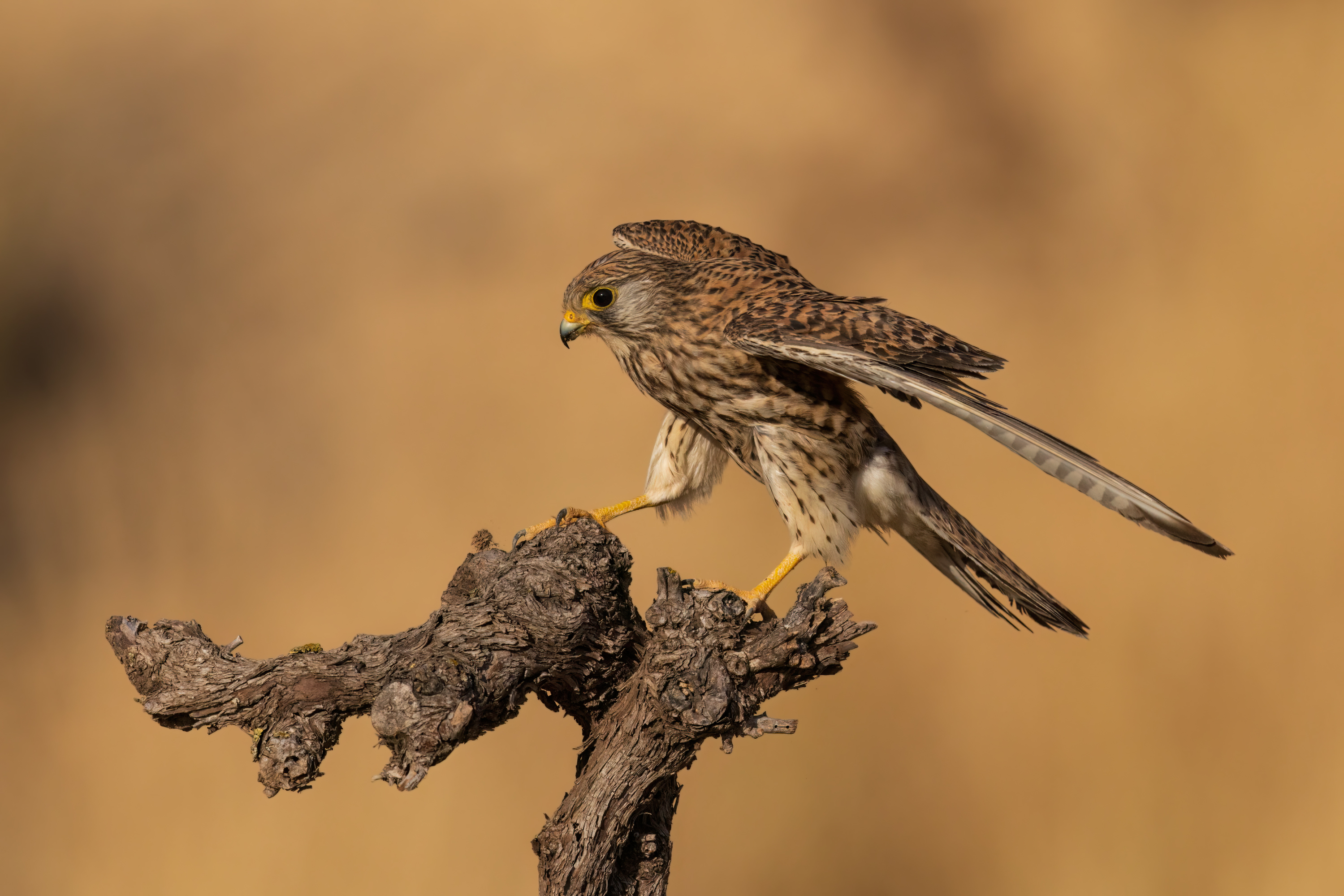 , Фруман Евгений