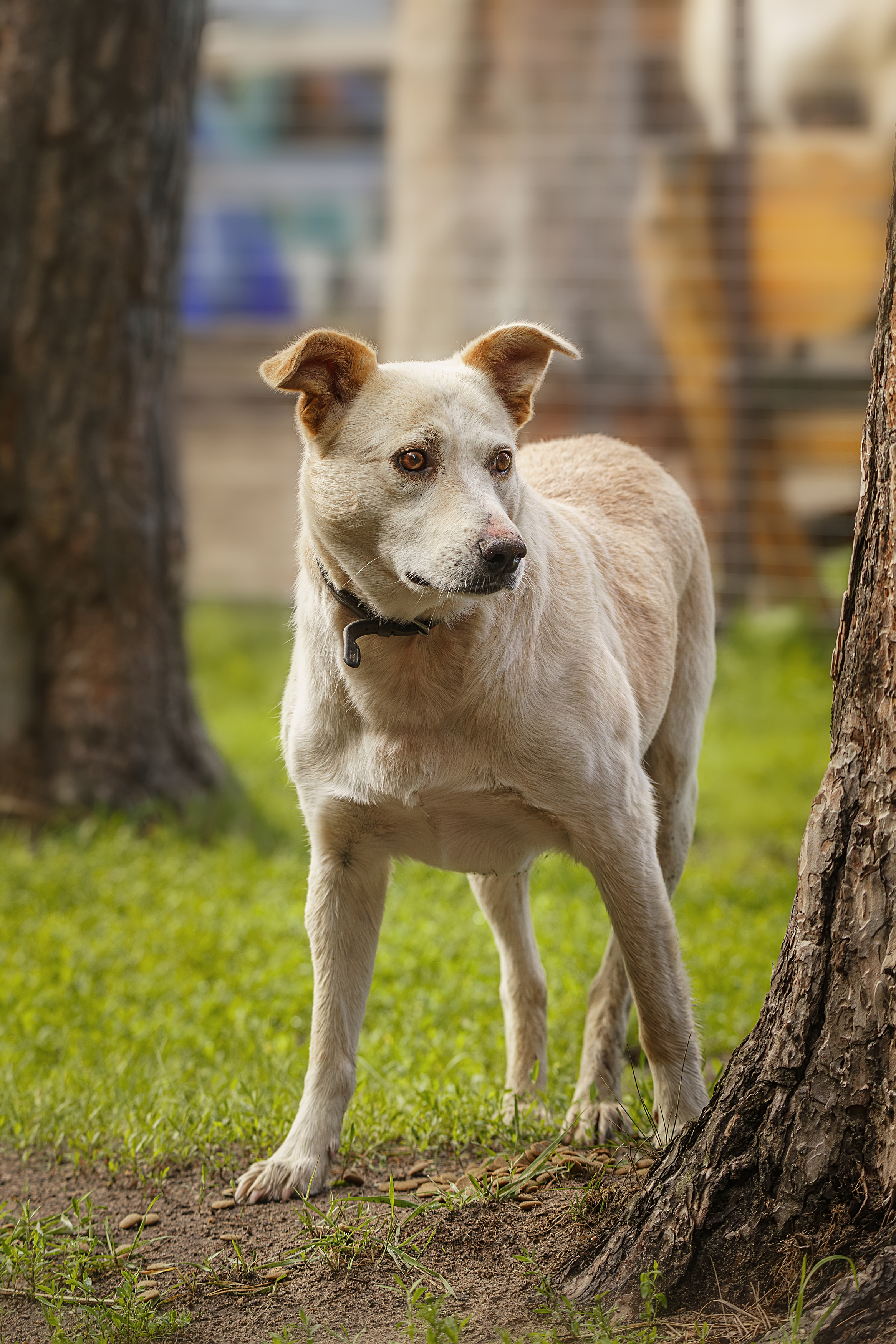 , Корнеев Алексей