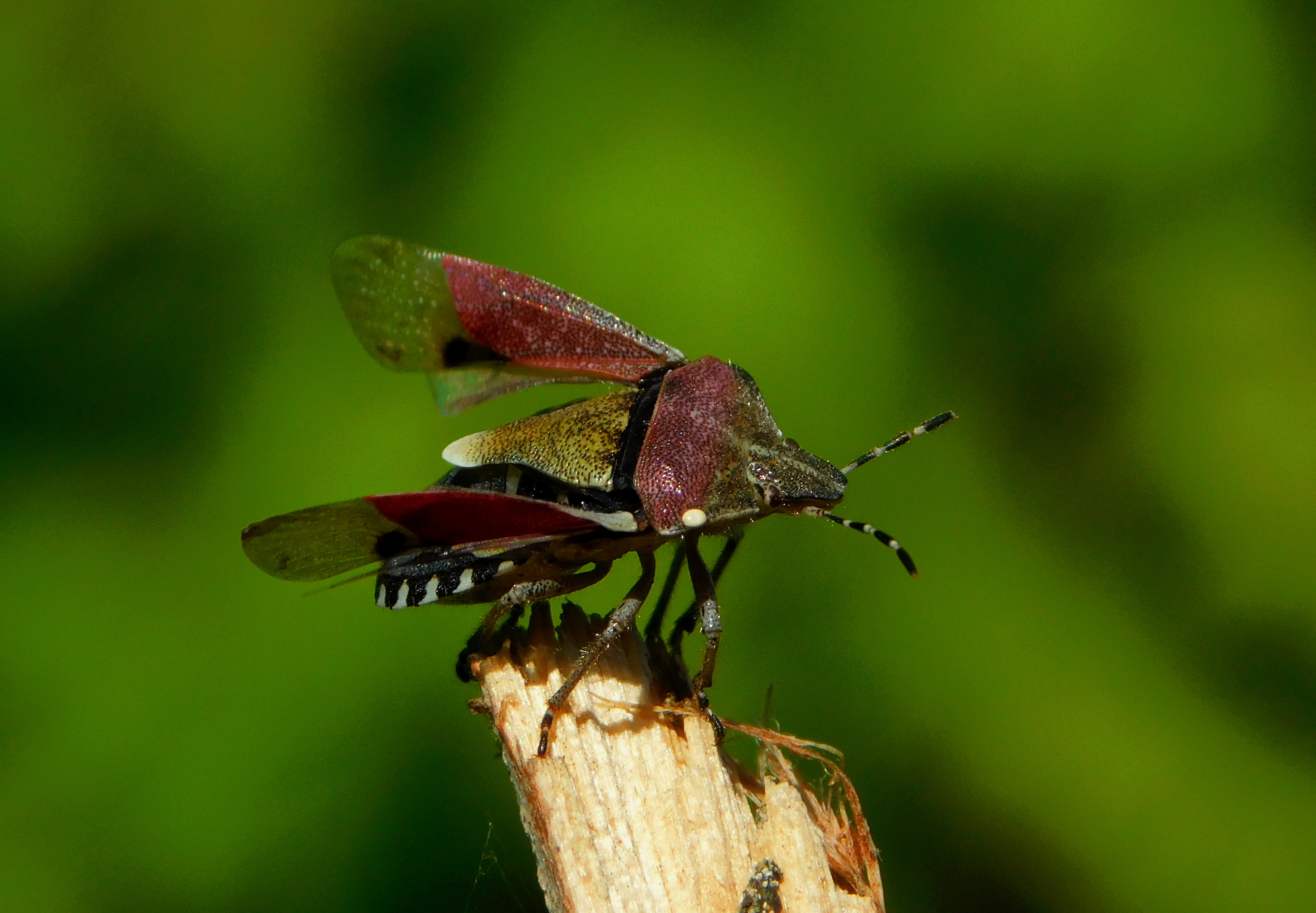 , Сергей Чеченов