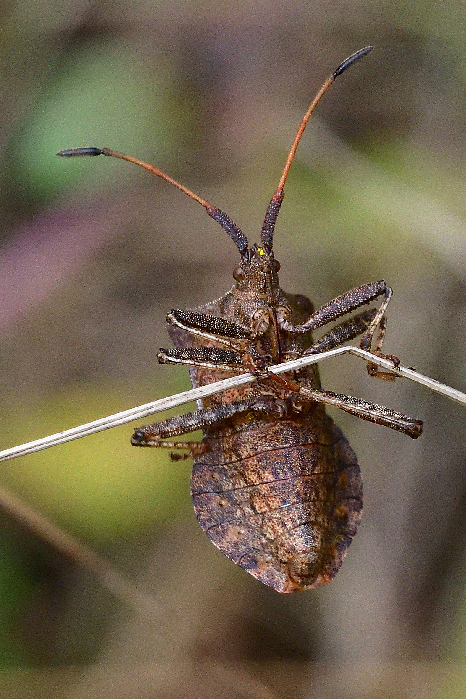 , Корнейчук Игорь