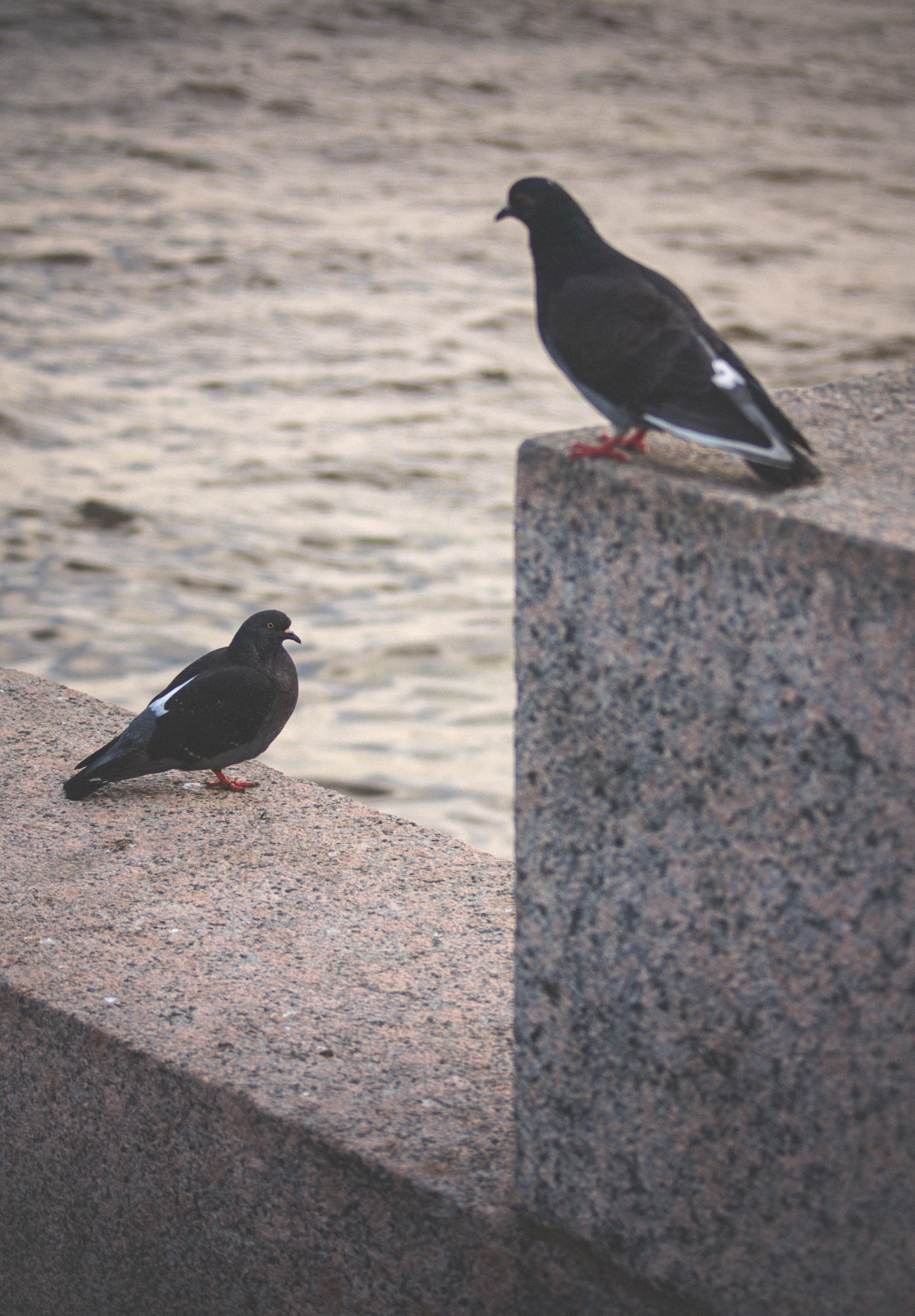 вода, голуби, голубь, пара, птица, птицы, Владимир Кедров