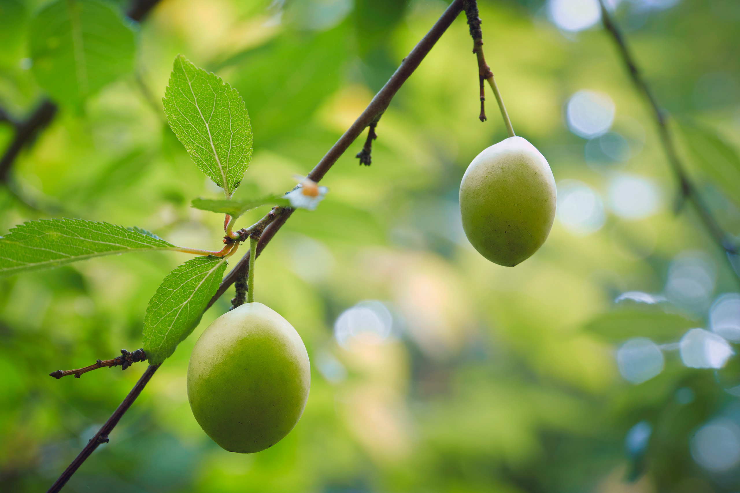 листва, лес, Валерий Вождаев