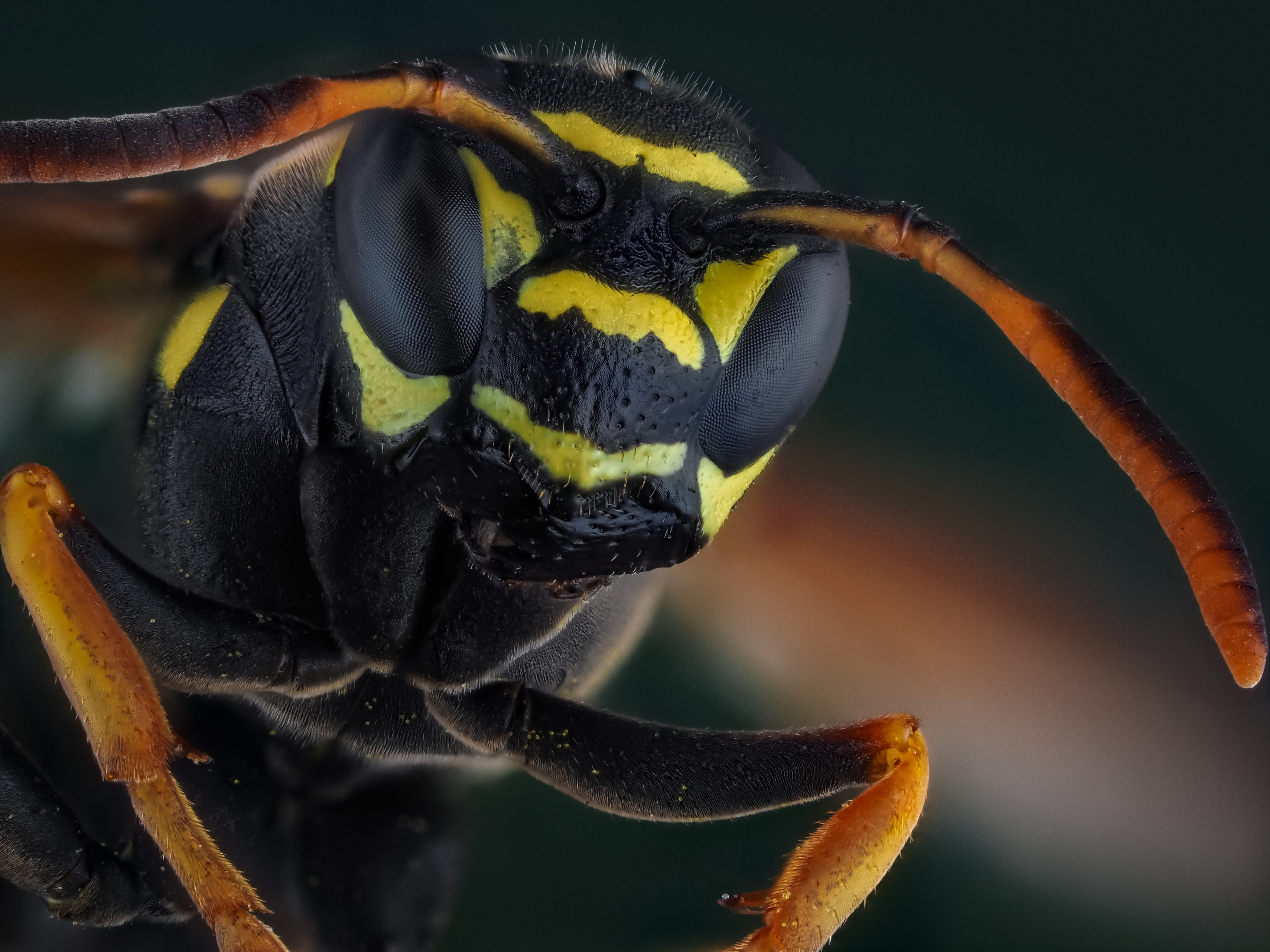 , Олег Савицкий