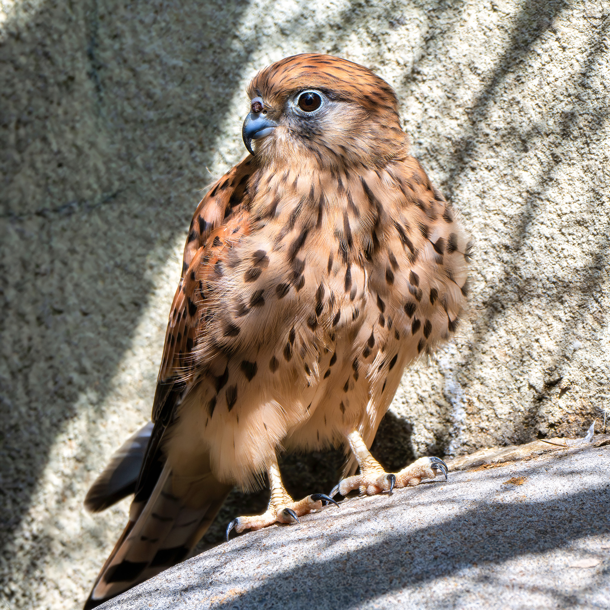 , Молодкин Дмитрий