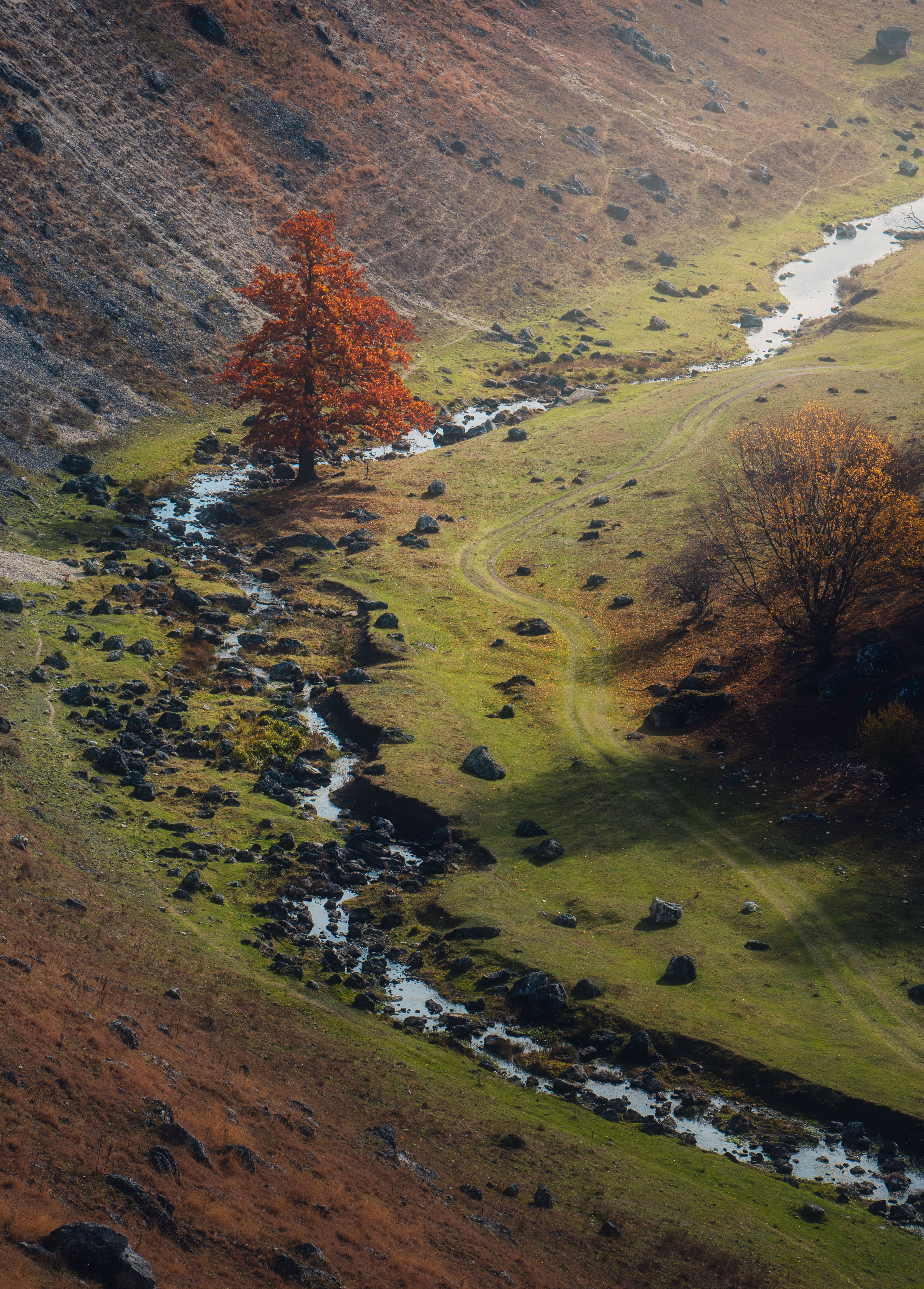 осень, ручей, пейзаж, одинокое дерево, долина, свет и тень, природа, река, тишина, камни, золотая осень, Moldova, autumn, landscape, silence, Oleg Suhenko