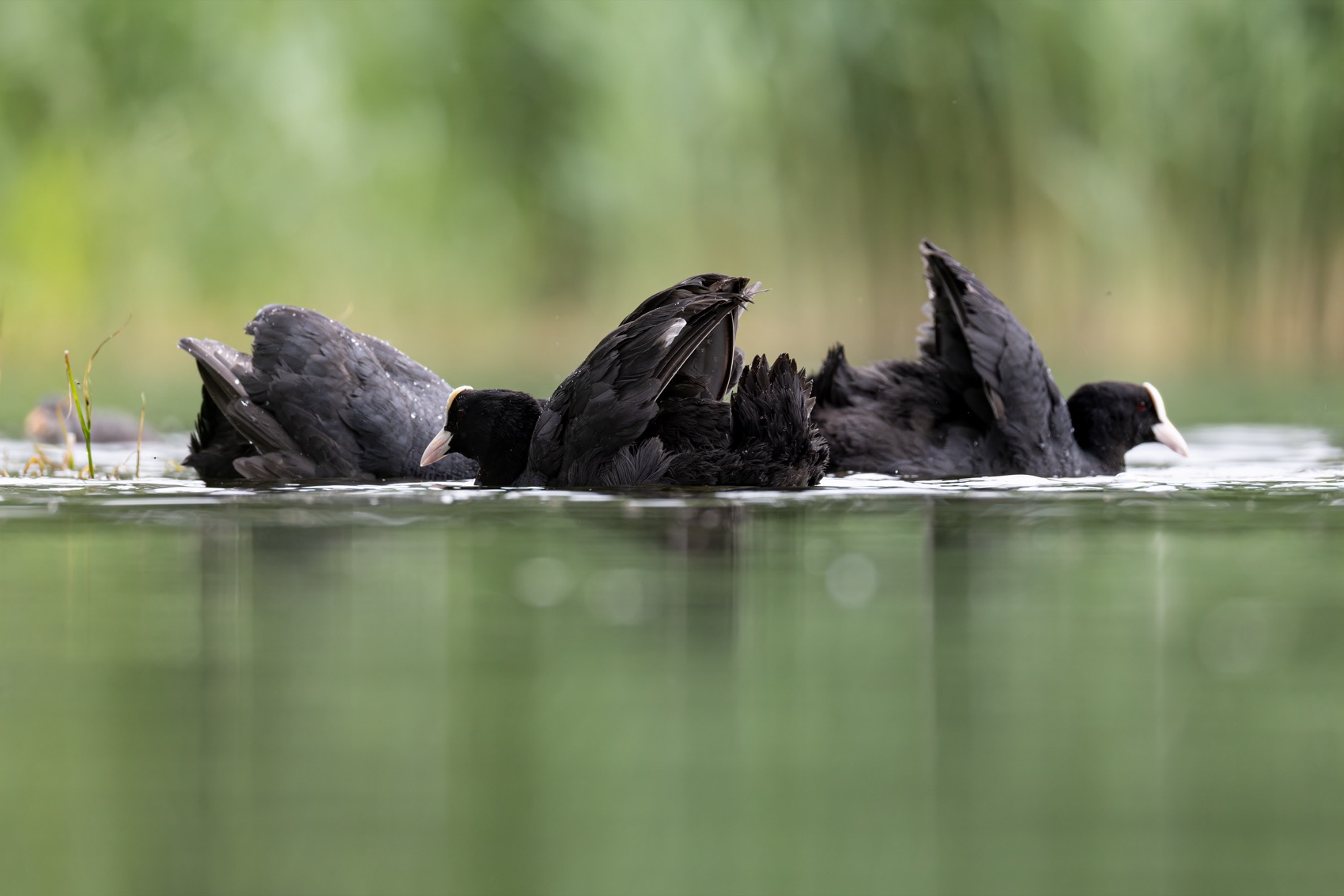 птицы, лысуха, Руслан Pl