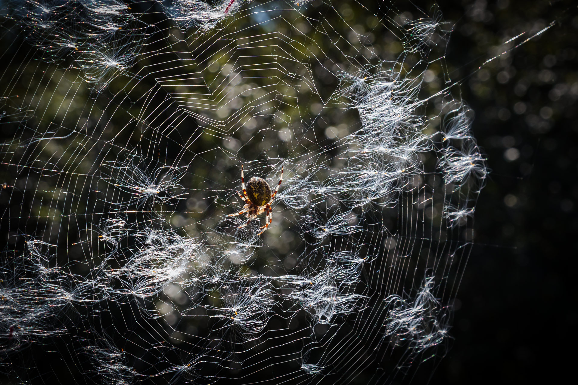паук, крестовик, паутина, семена иван-чая, Уткин Дмитрий