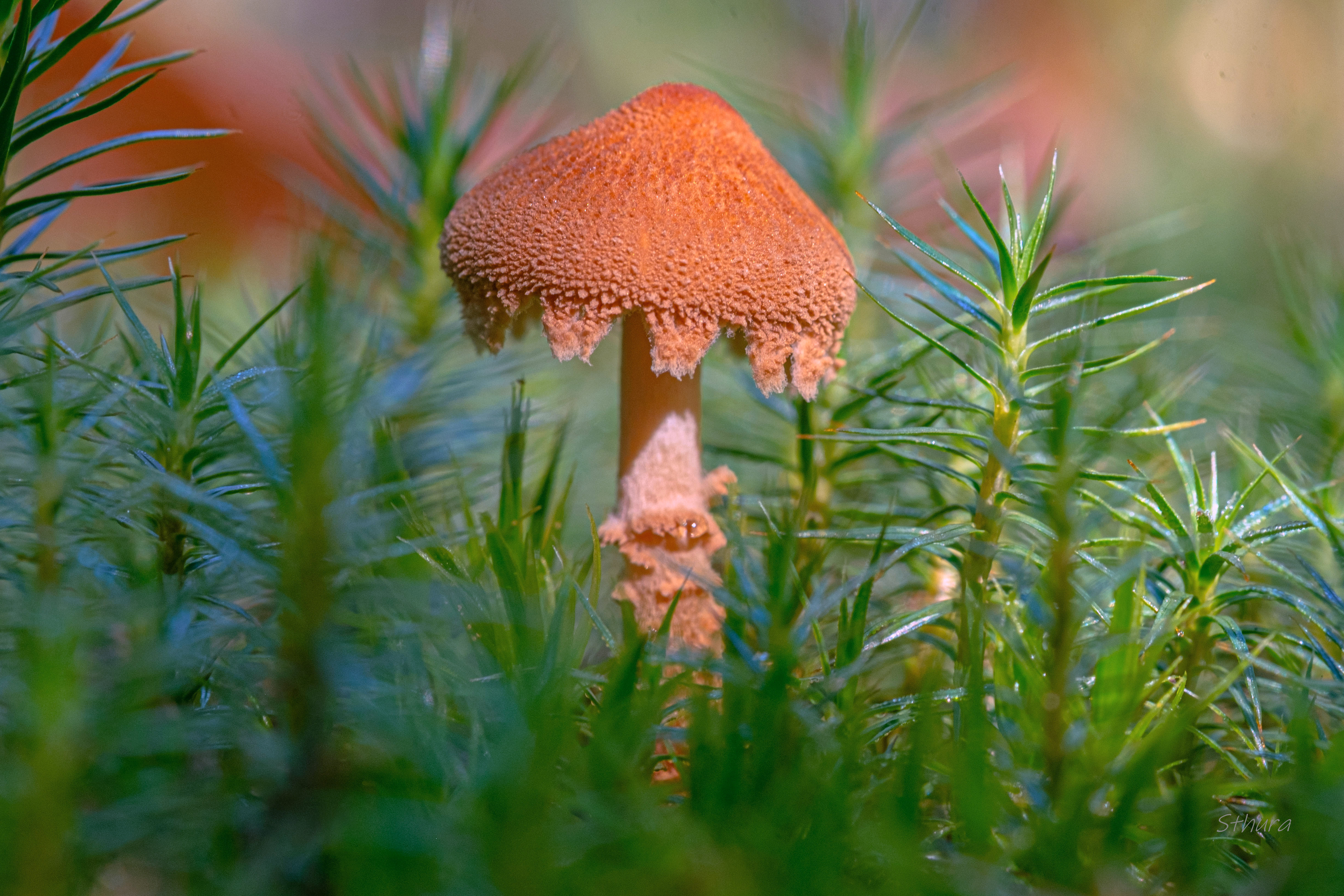 гриб растения природа макро, Александр Строков