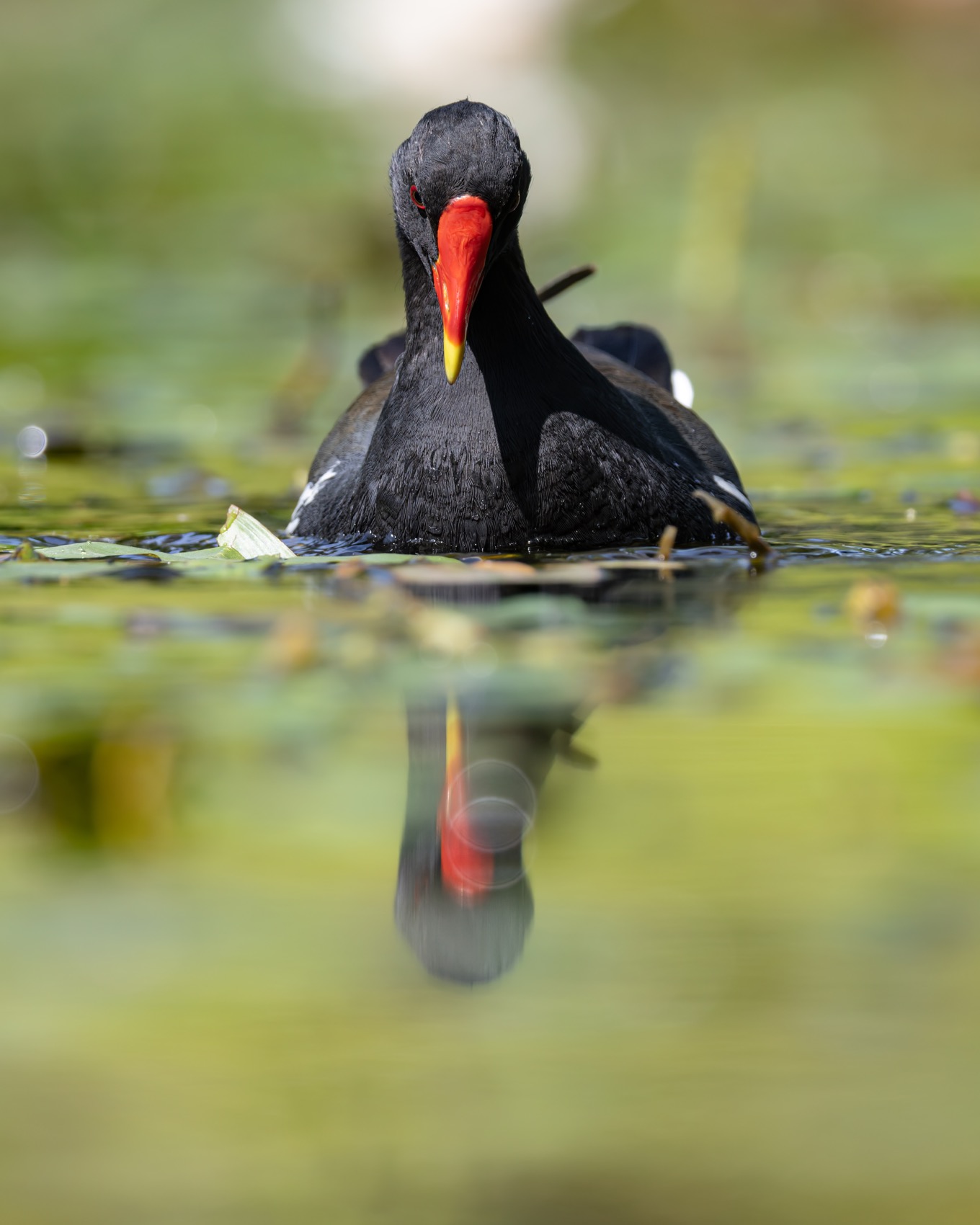 кувшинка, камышница, пруд, птицы, Руслан Pl