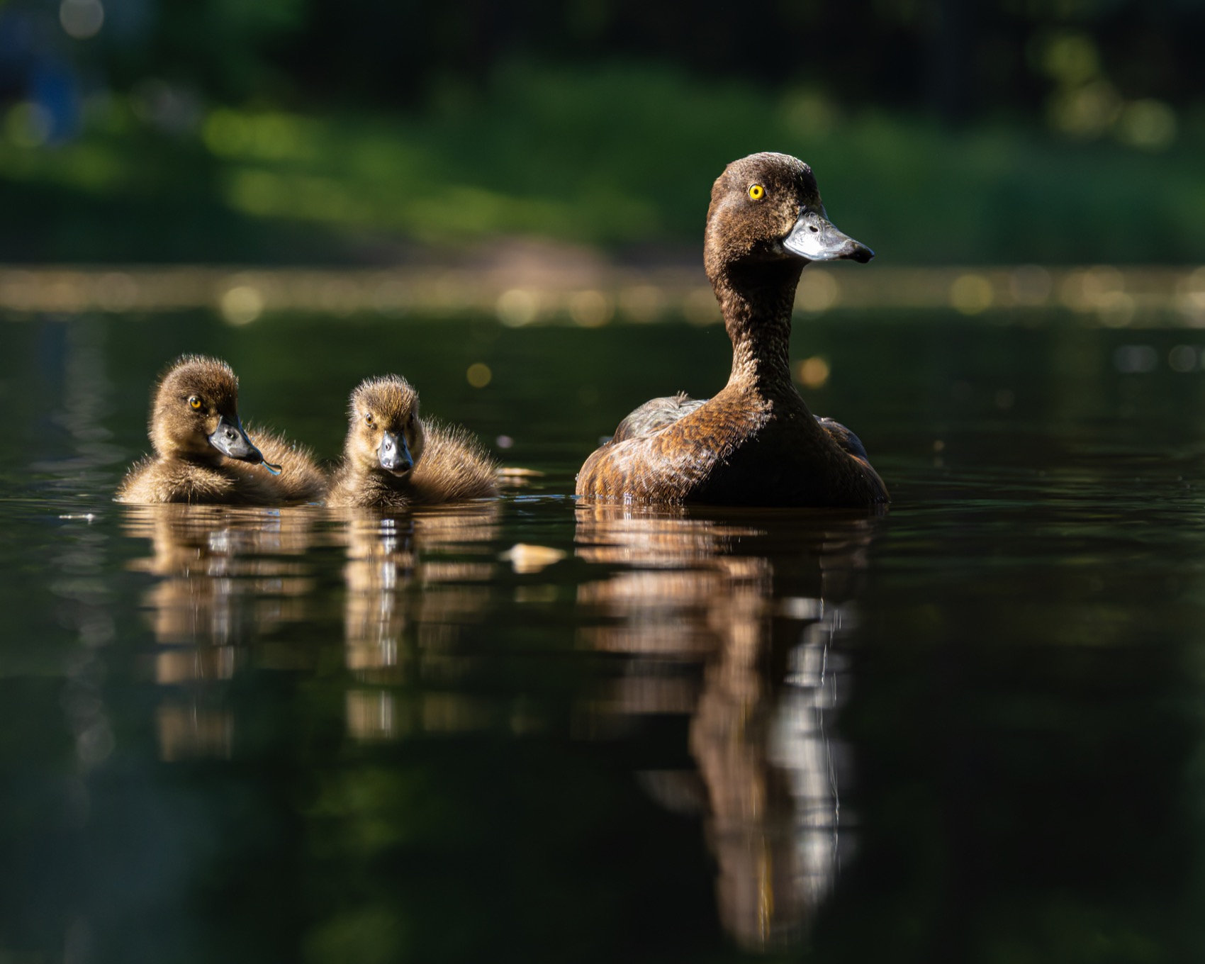 хохлатая чернеть, утка, нырок, птицы, пруд, контражур, утенок, Руслан Pl