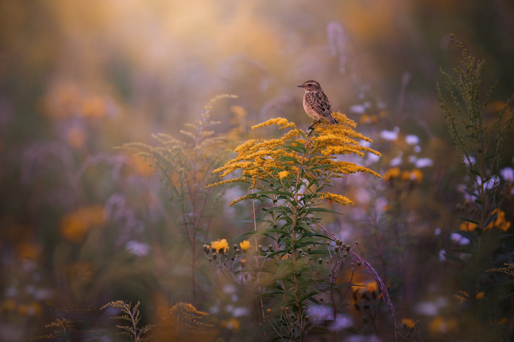 , Дмитрий Посевич