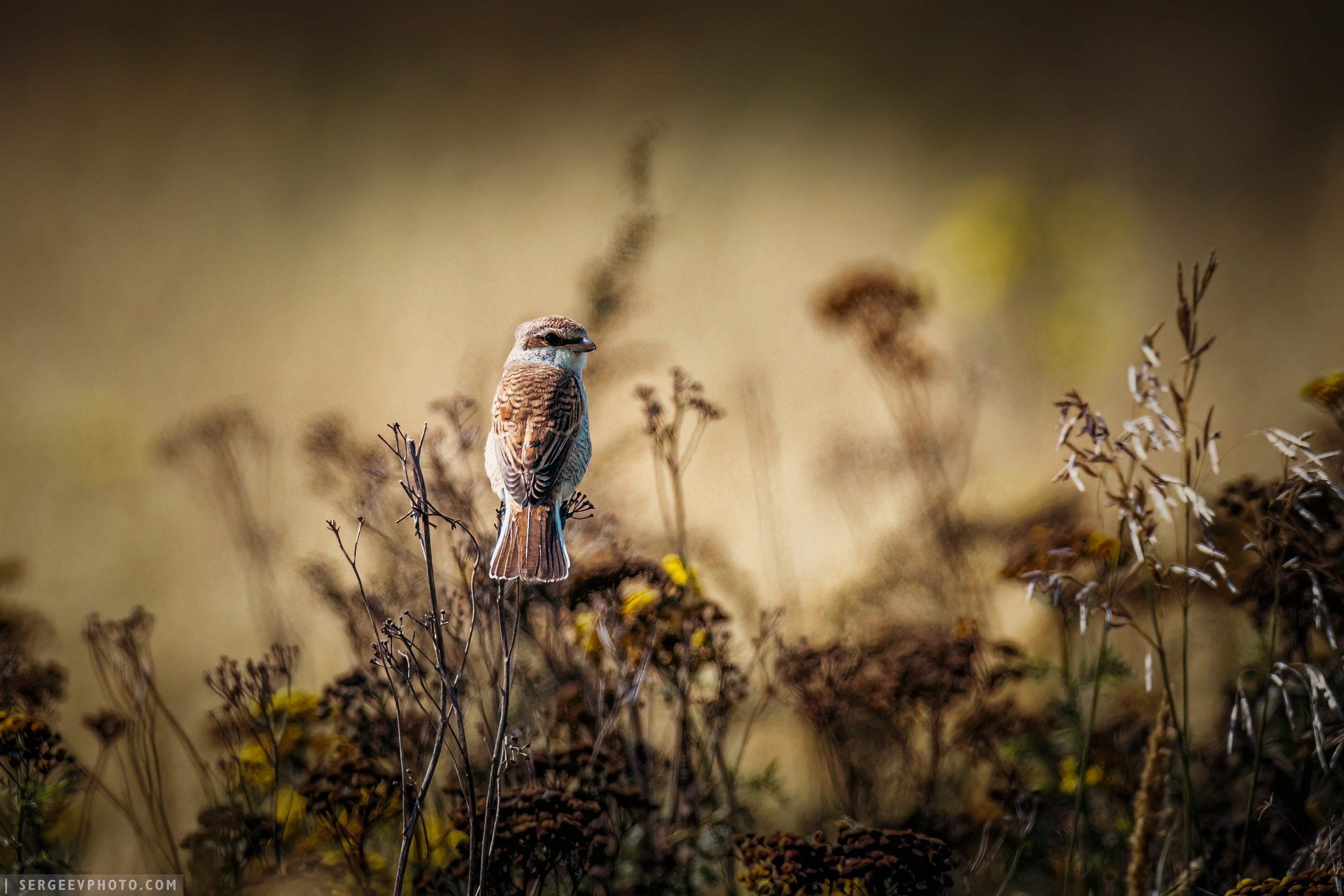 птица, телефото, природа, 600мм, лето, животное, bird, telephoto, nature, birdwatching, 600mm, summer, animal, canon rf 600 mm f4, russia, Сергеев Кирилл
