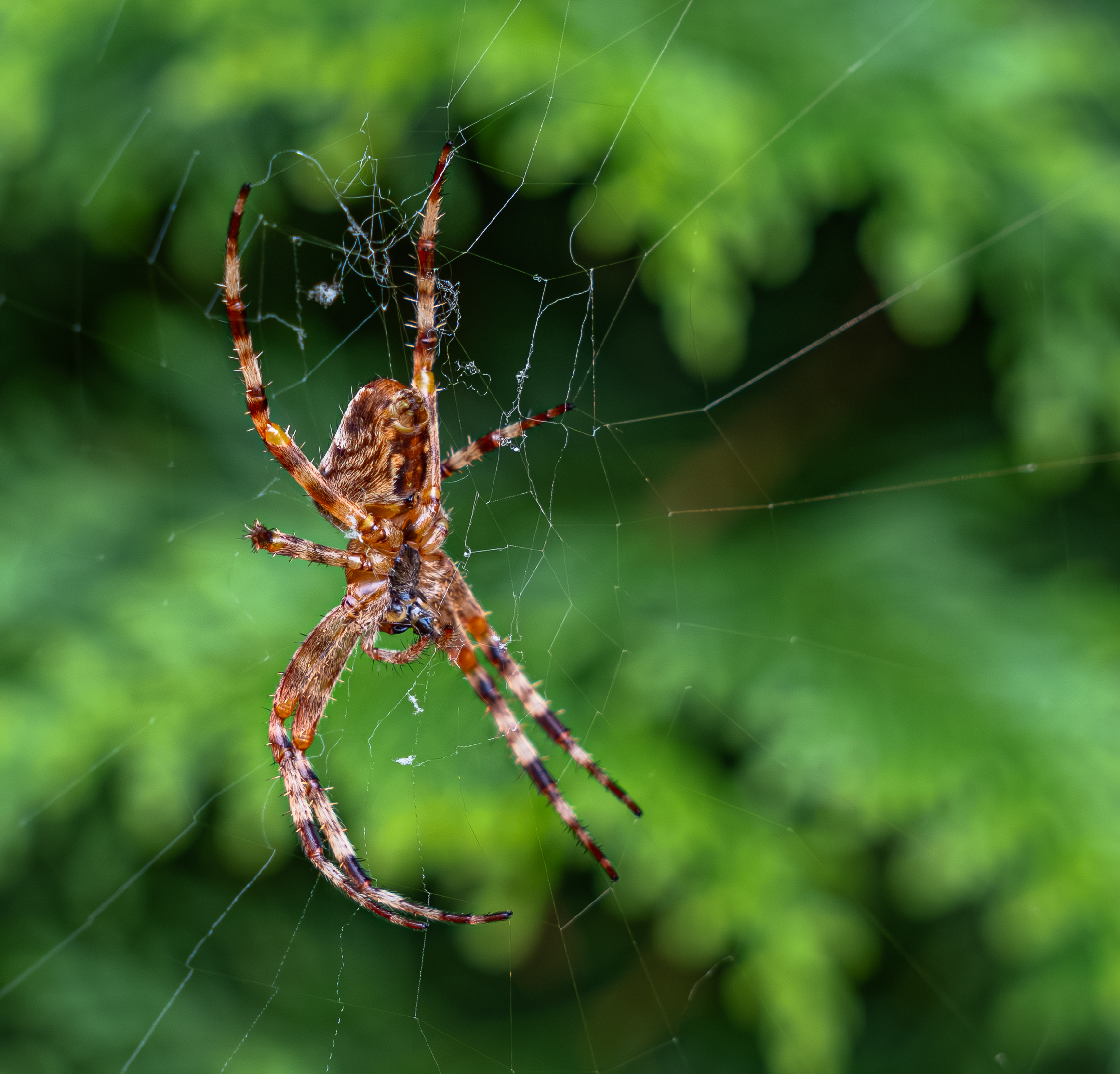 , Курлянцев Алексей