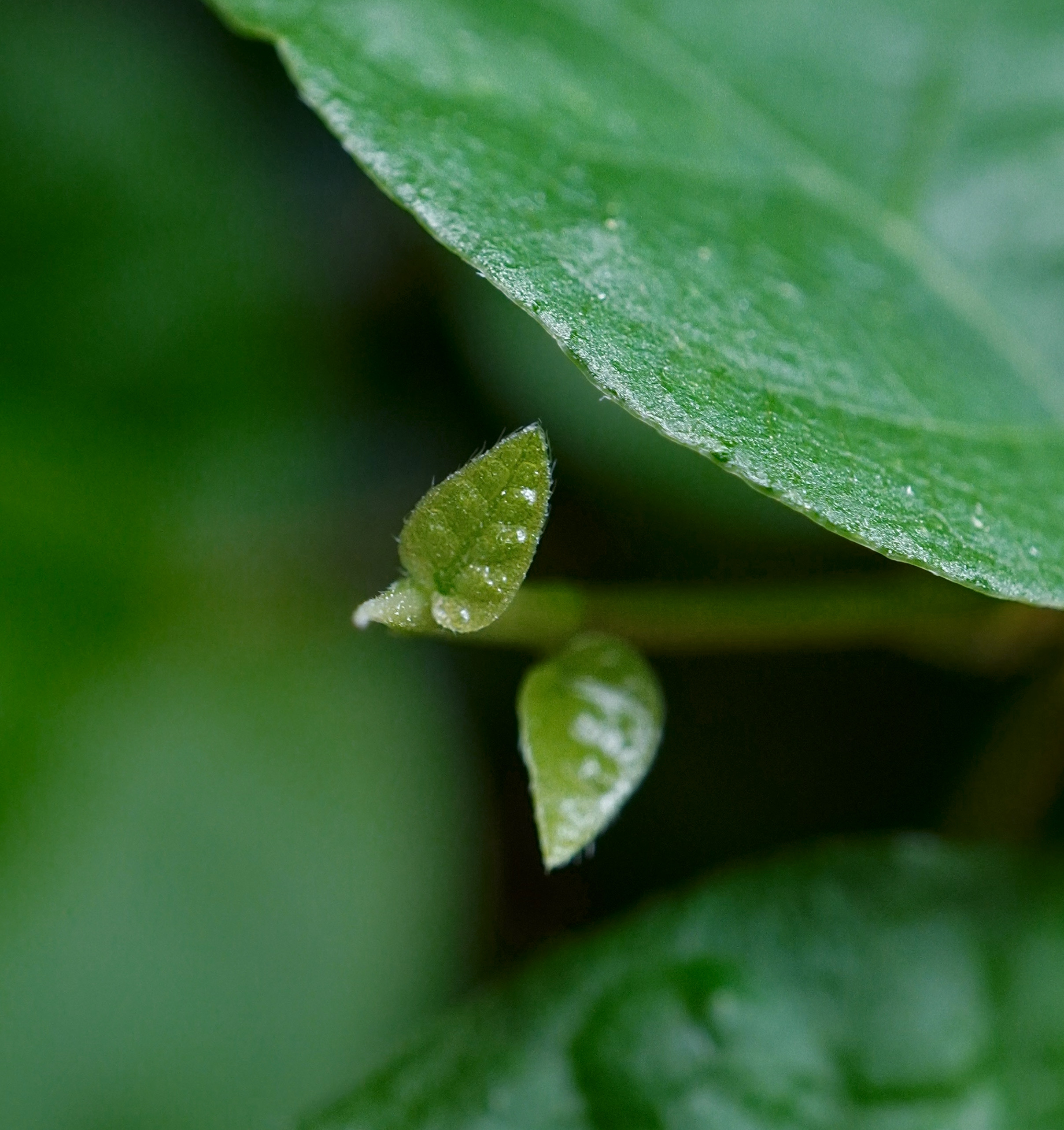 , Орлова Ксения