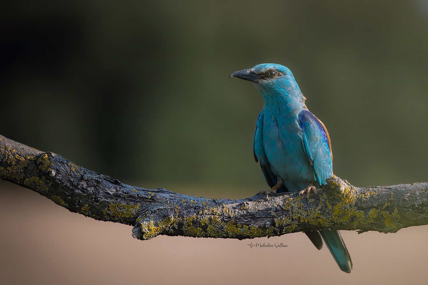 фотоохота, птица, сизоворонка, Медведева Светлана
