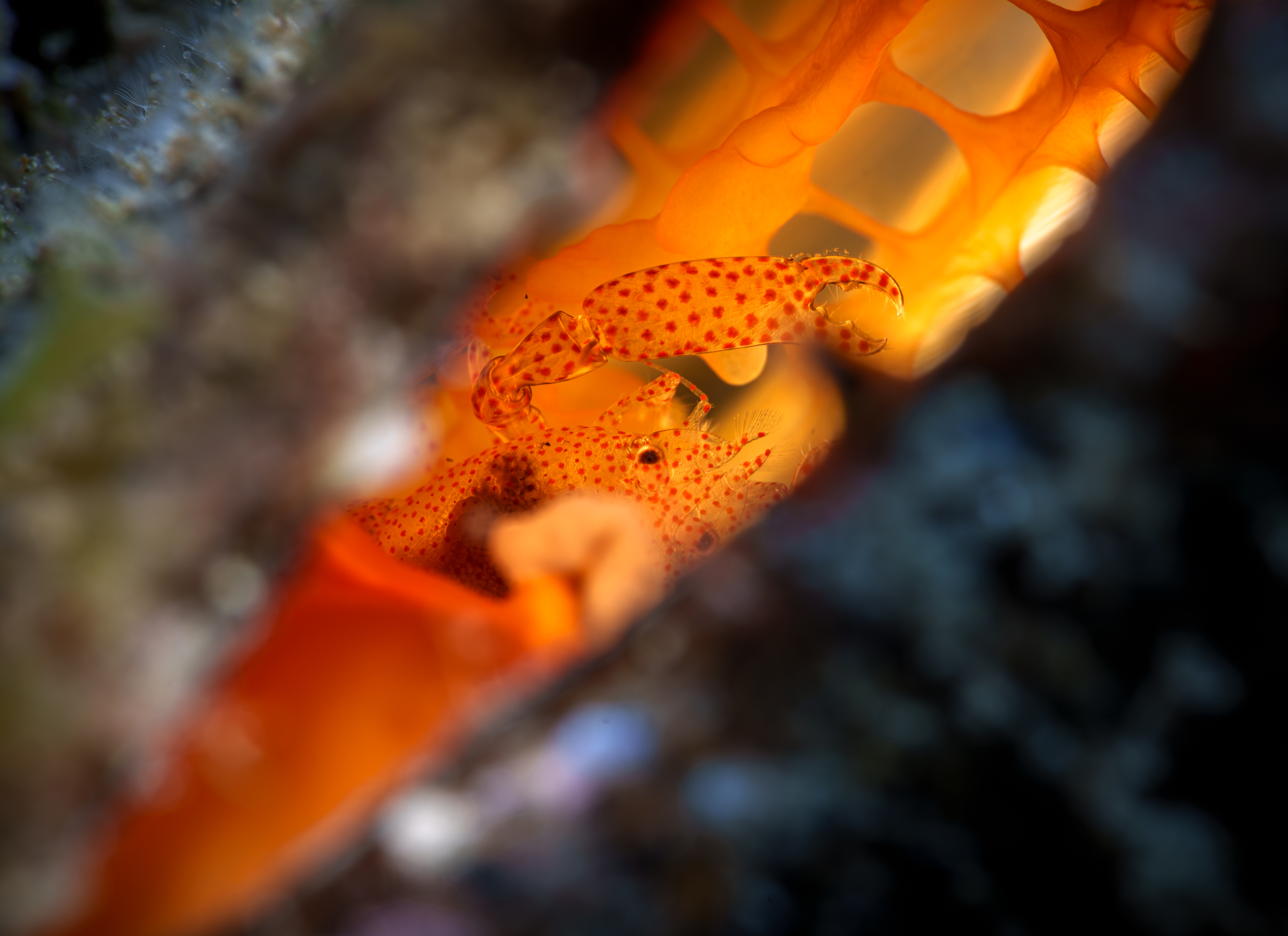 , Савин Андрей