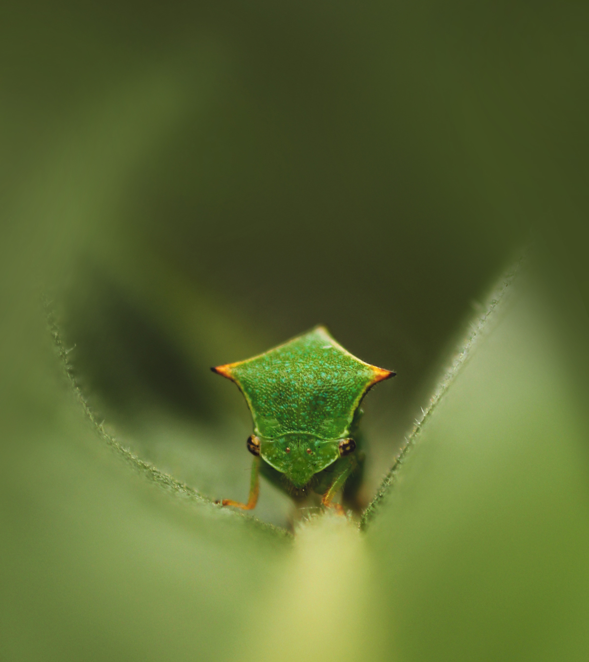 , Александр