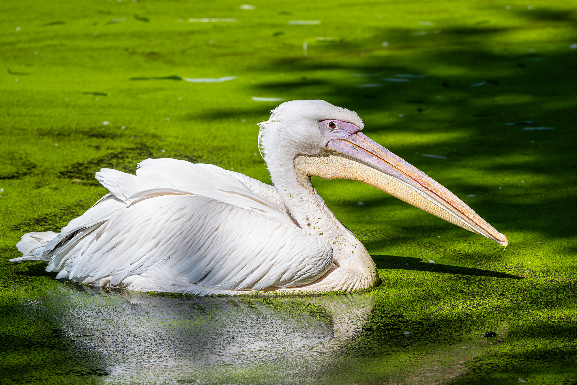 , Молодкин Дмитрий