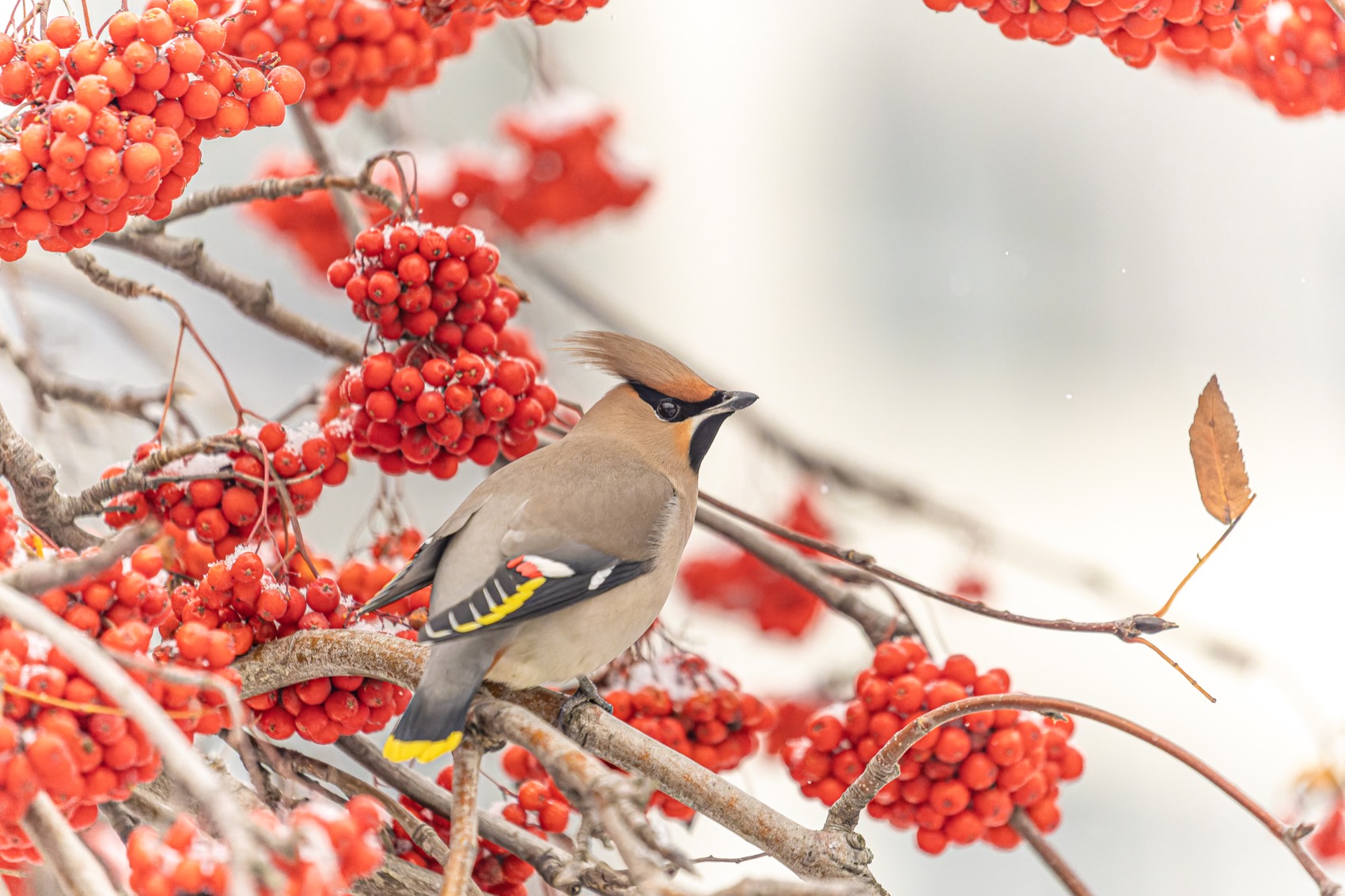 свиристель, рябина, птицы, Руслан Pl