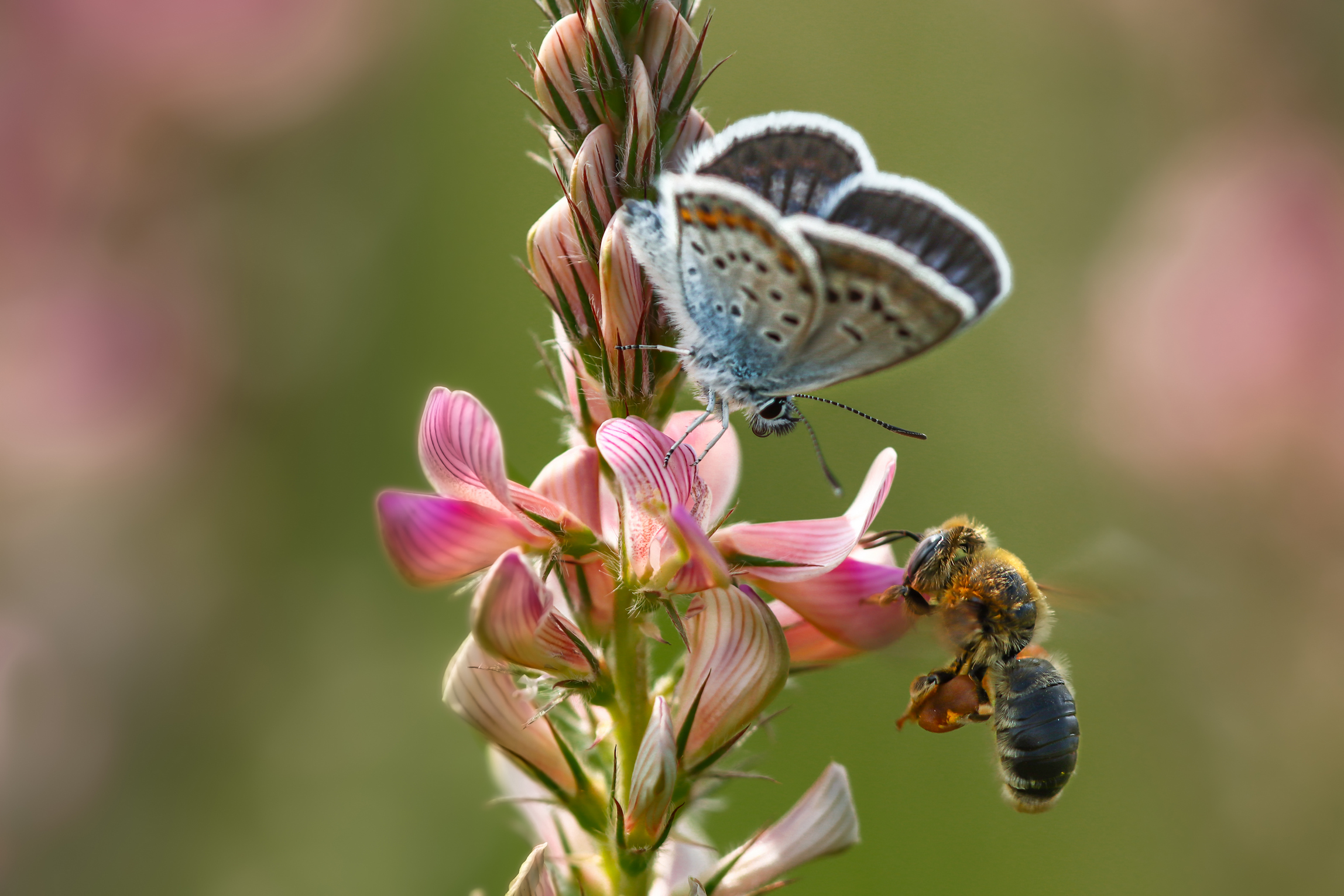 лето, цветы, иван-чай, насекомые, бабочки, голубянка, пчела, Лапин Сергей