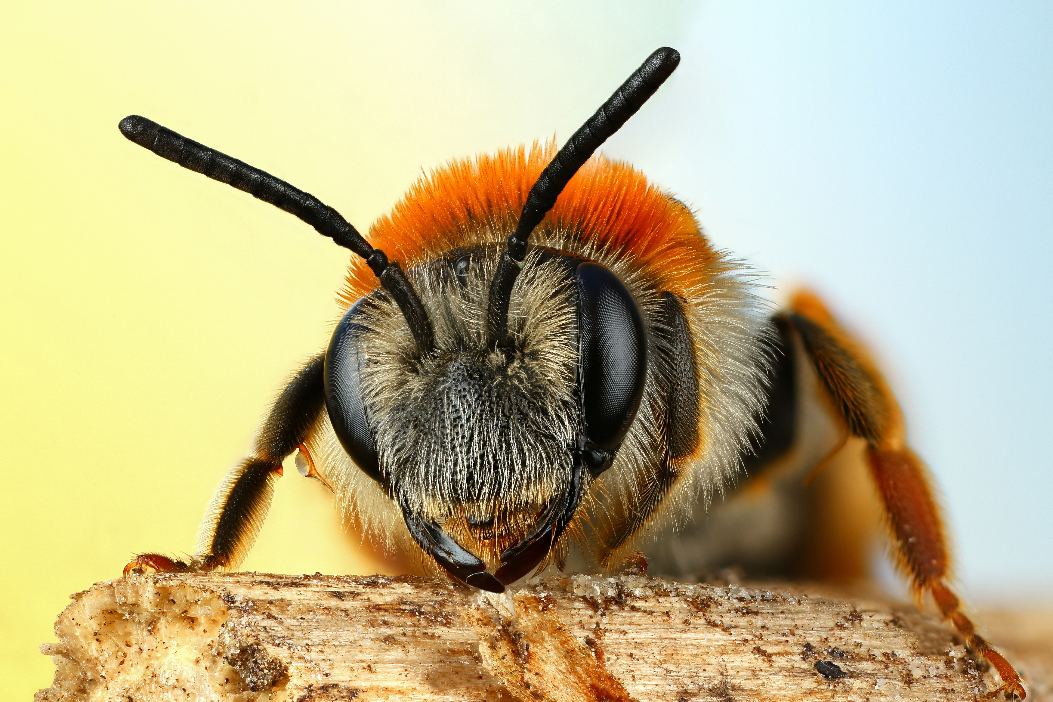 макро, природа, животное, растение, цвет, фото, оранжевый, пчела, Шаповалов Андрей