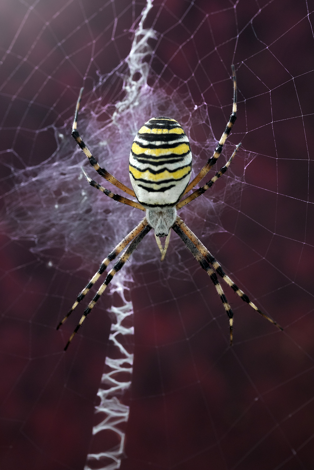 , Калёв Сергей