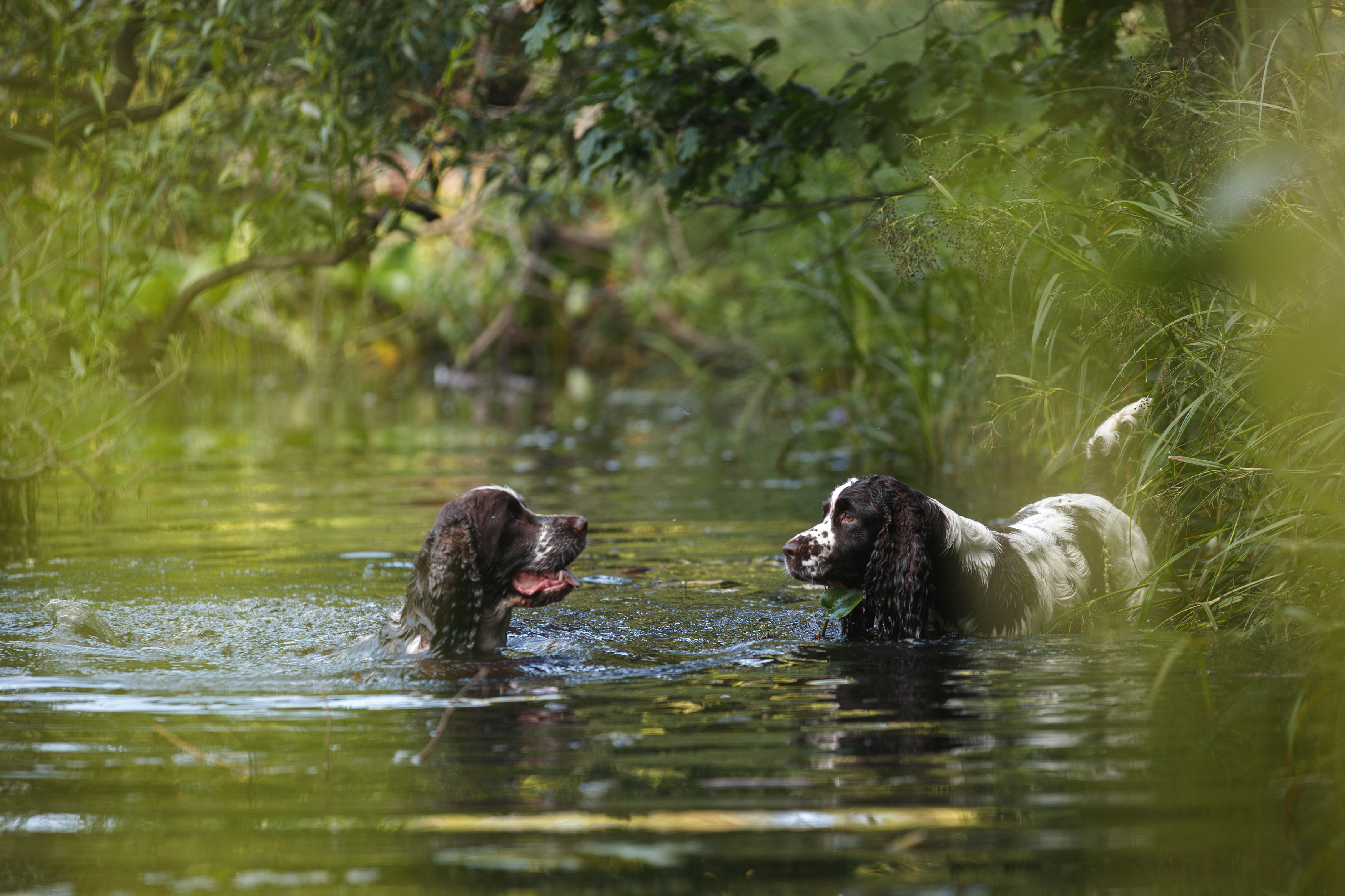 кайса и тори, Шерскова Мария