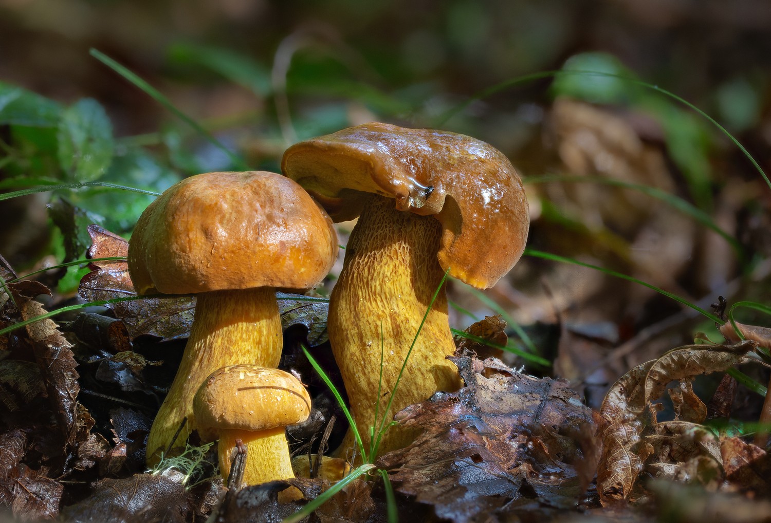 грибы, дальневосточный, обабок, владивосток, остров, русский, Евгений Слободской