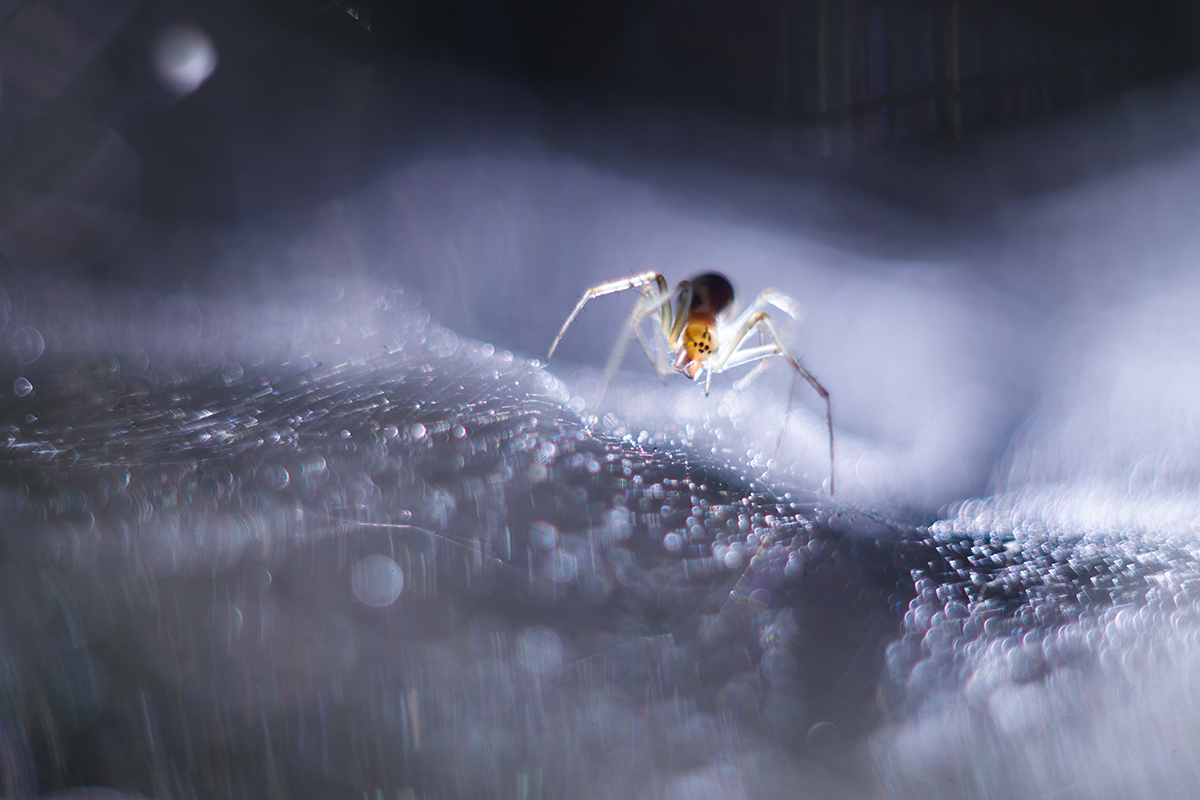 паук, макро, spider, macro, Хилько Марина