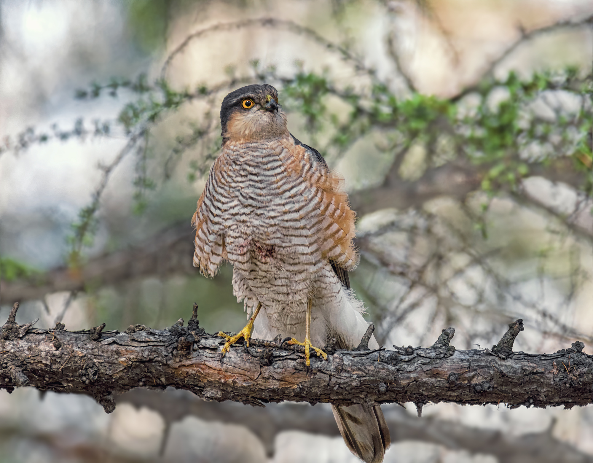 птица, ястреб,, Мочалова Марина