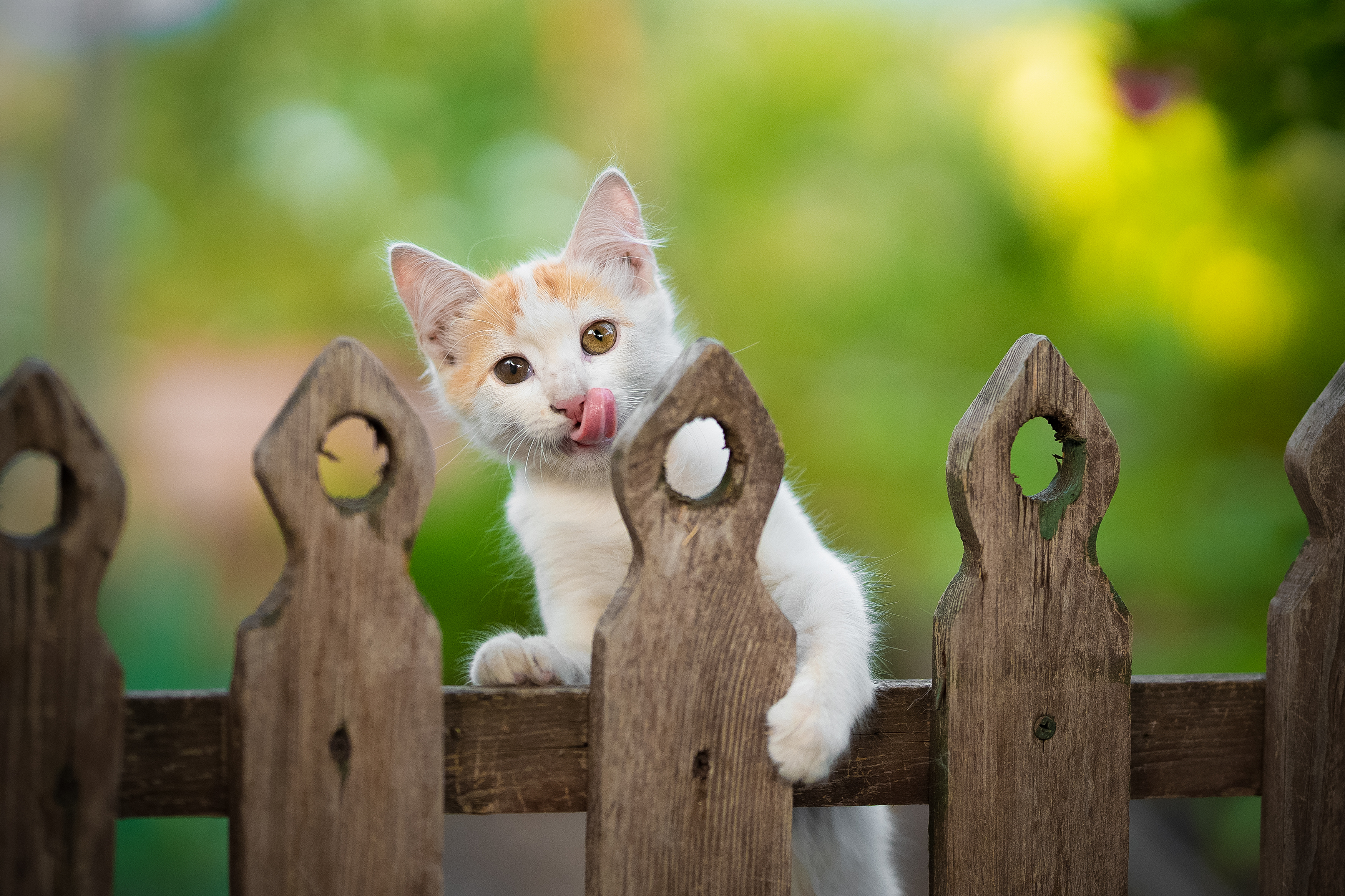 , Коротун Юрий