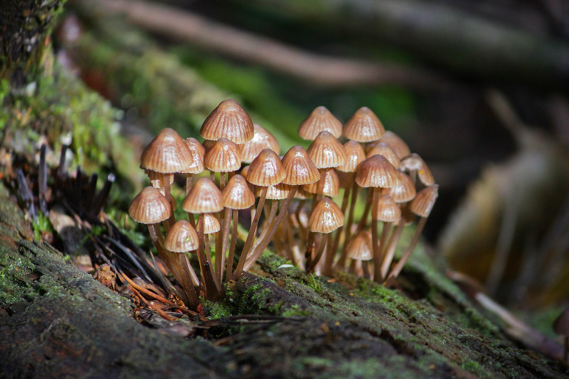 грибы, псилоцибе полуланцетовидная, psilocybe semilanceata, КарОл