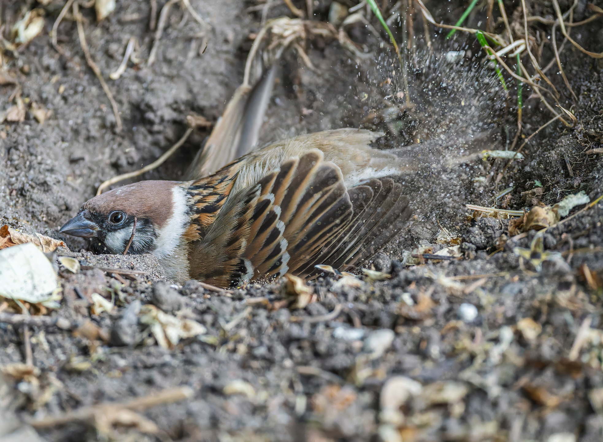 , Дэм Константин