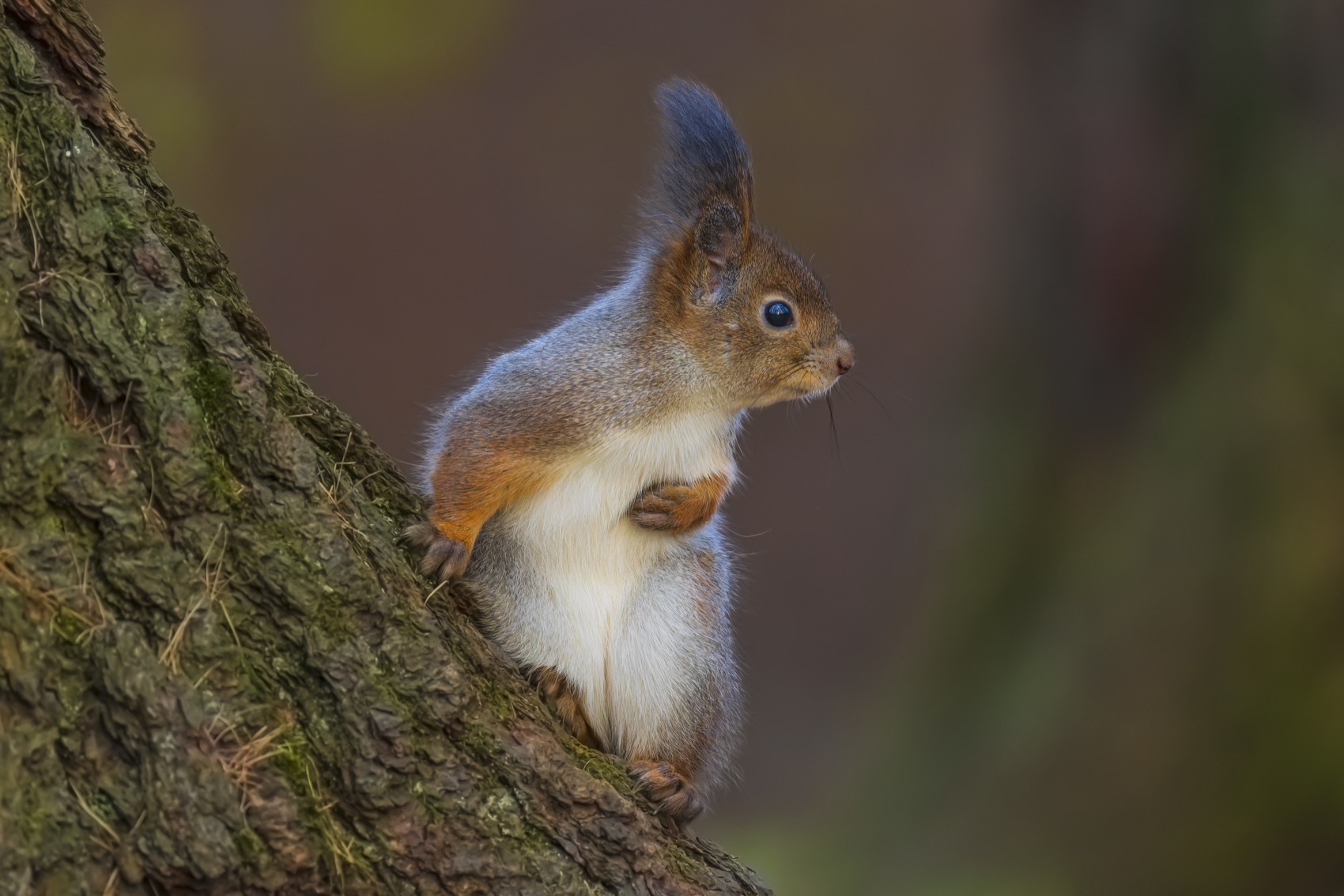 белка, Руслан Pl