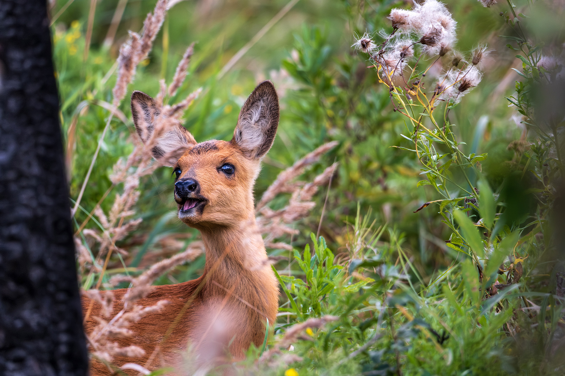, Бодрягин Виталий