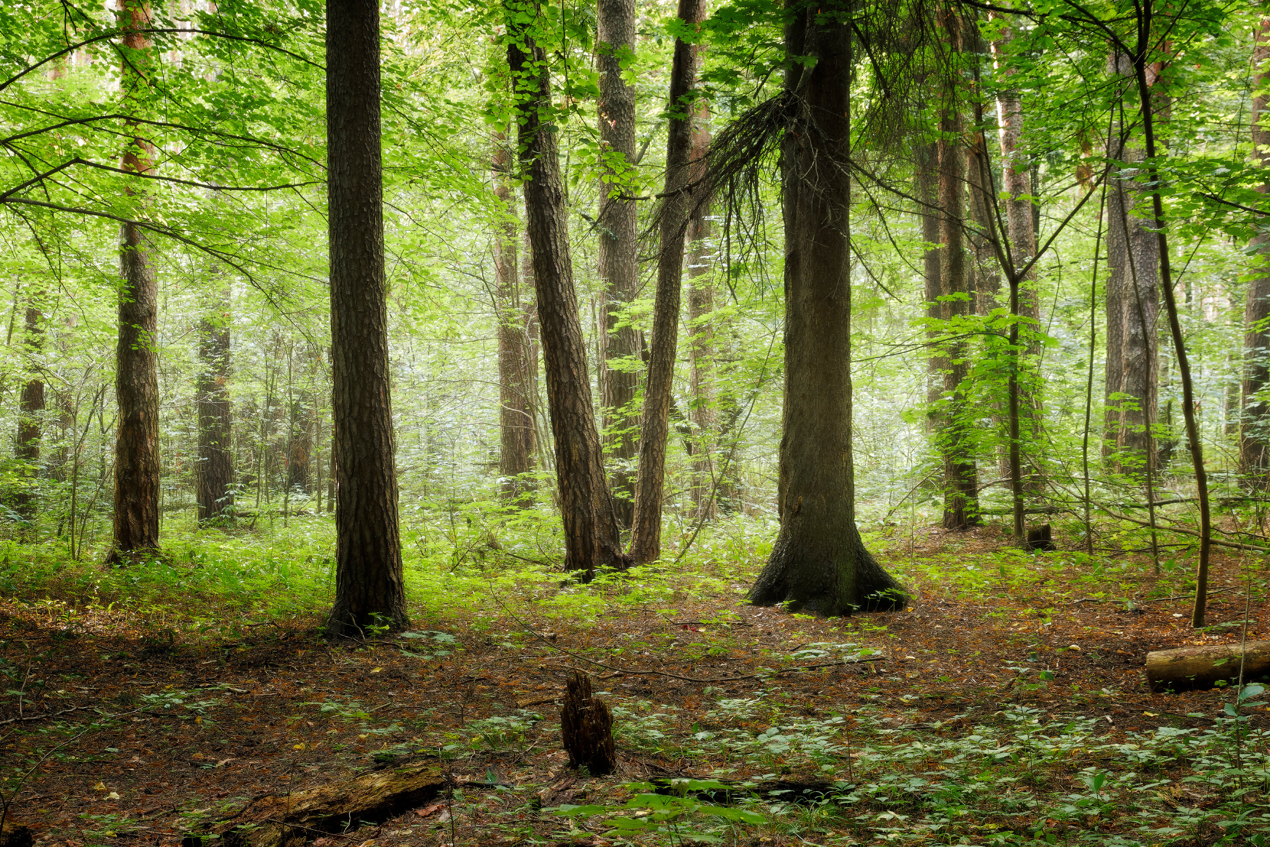 лес, деревья, листва, свет, Валерий Вождаев