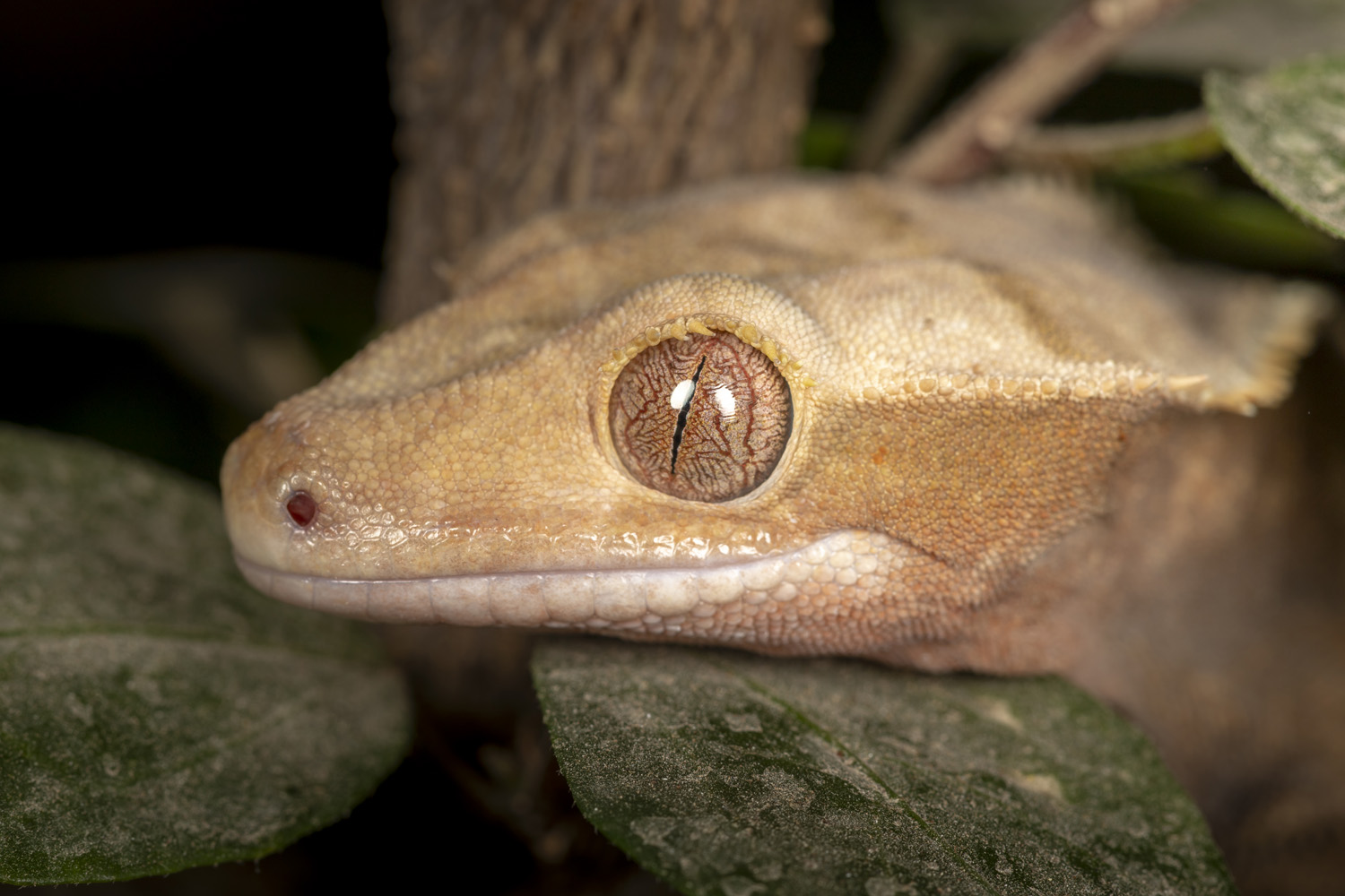 pets, reptile, animals, macro, Nikolay Tatarchuk
